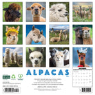 Farm animal 2026 Wall Calendar – Alpacas edition with cute alpaca images
