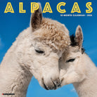 Alpacas 2026 Wall Calendar featuring adorable alpaca photos