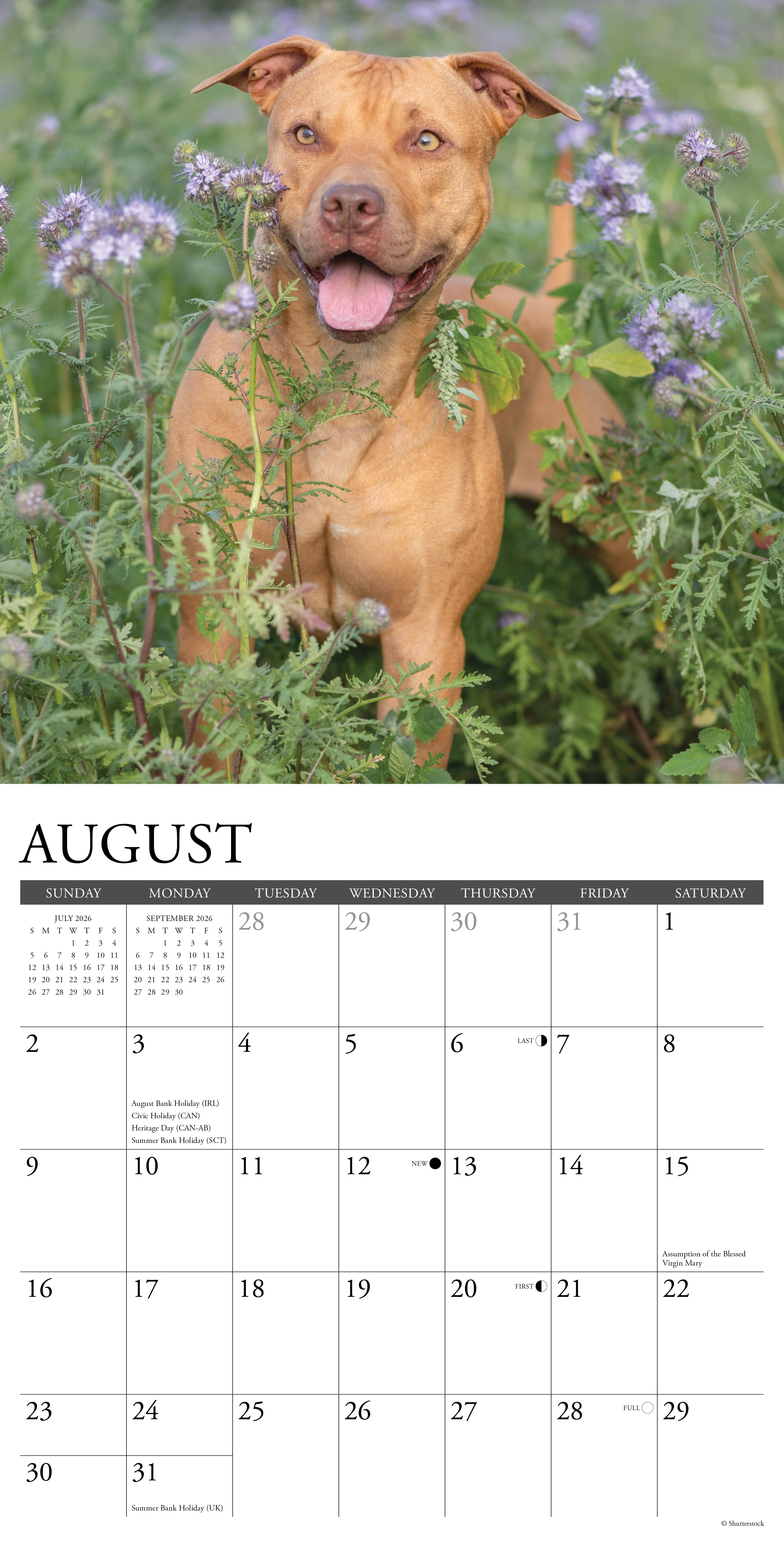 2026 Wall Calendar with large monthly date boxes, decorative images, and holidays, perfect for office or home organization and yearly planning