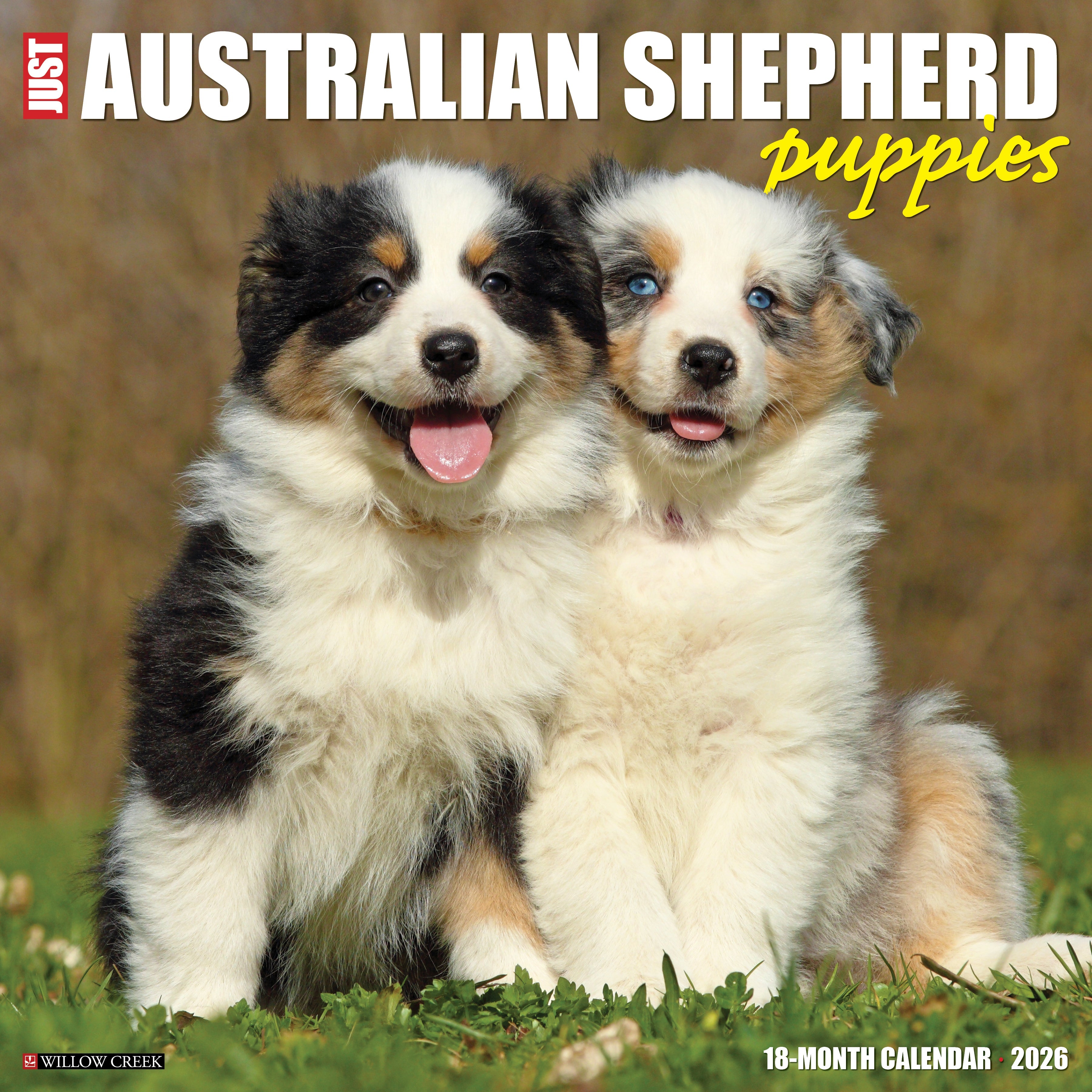 Australian Shepherd Puppies 2026 Wall Calendar featuring adorable puppy photography