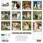 Dog lovers’ 2026 Wall Calendar – Australian Shepherds edition with playful and loyal dogs