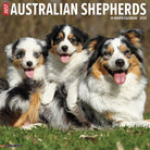 Australian Shepherds 2026 Wall Calendar featuring beautiful dog photography