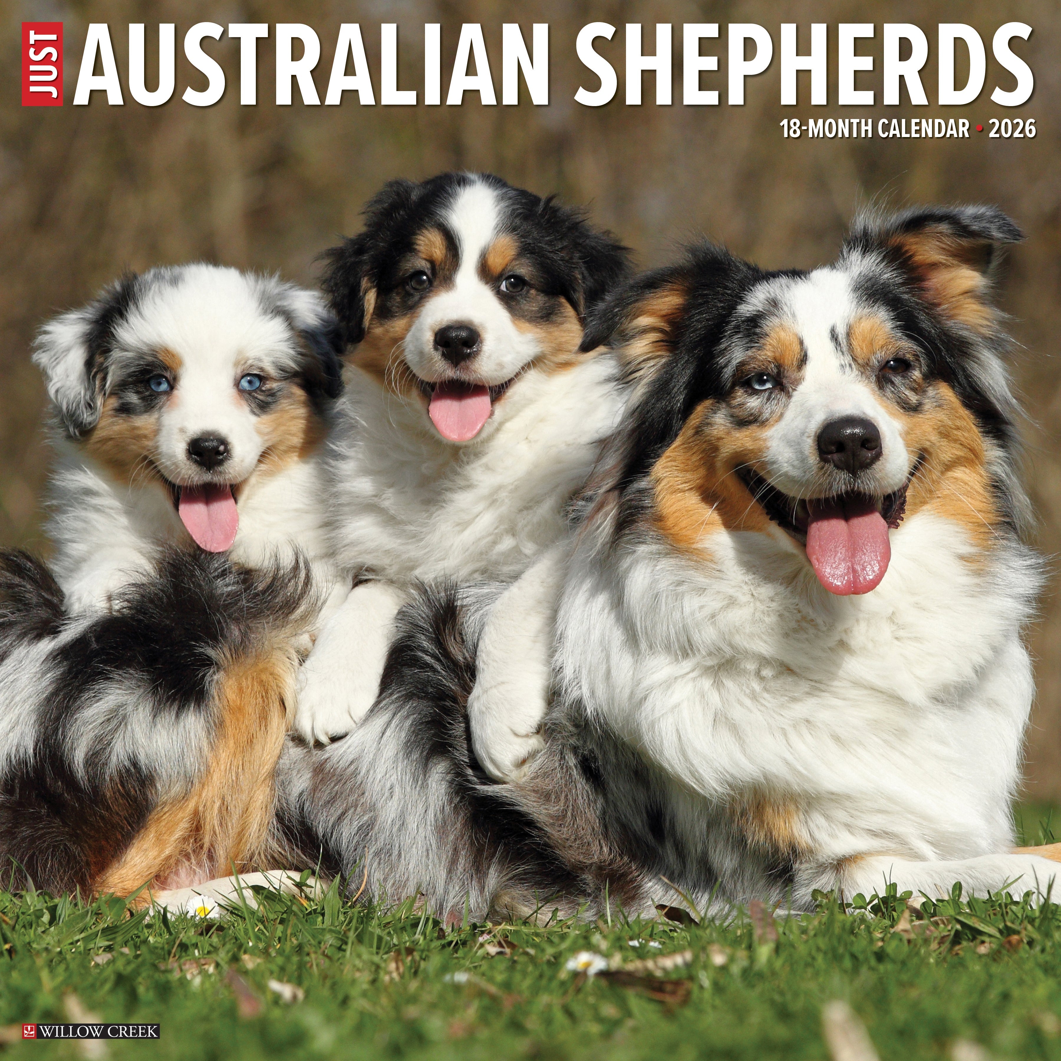 Australian Shepherds 2026 Wall Calendar featuring beautiful dog photography