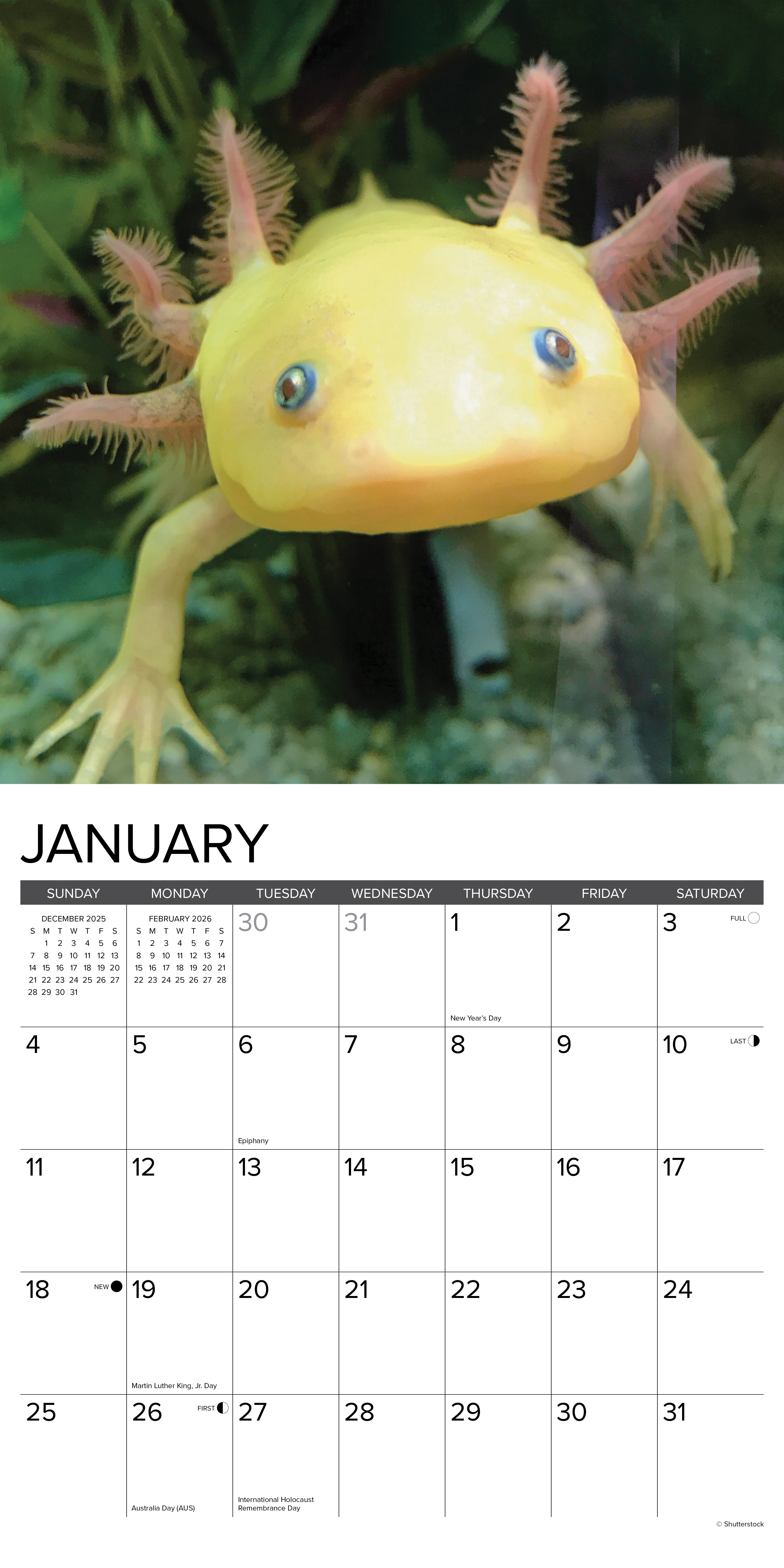 2026 Wall Calendar with large monthly date boxes, decorative images, and holidays, perfect for office or home organization and yearly planning