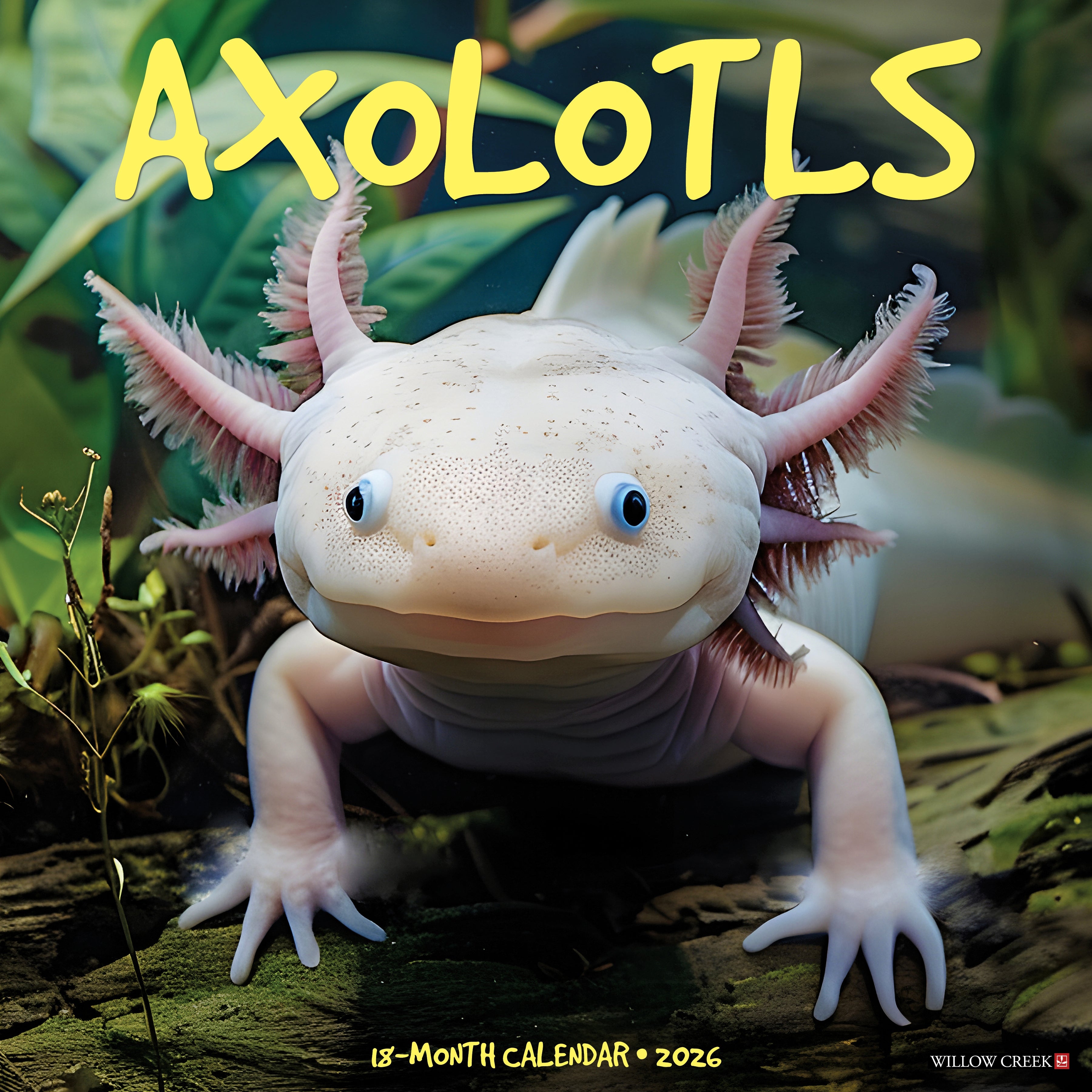 Axolotls 2026 Wall Calendar featuring adorable aquatic salamanders