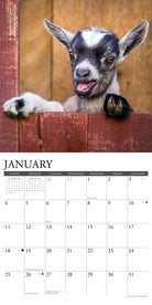 Playful baby goat featured in January of the 2026 Wall Calendar, adding charm to your organization.