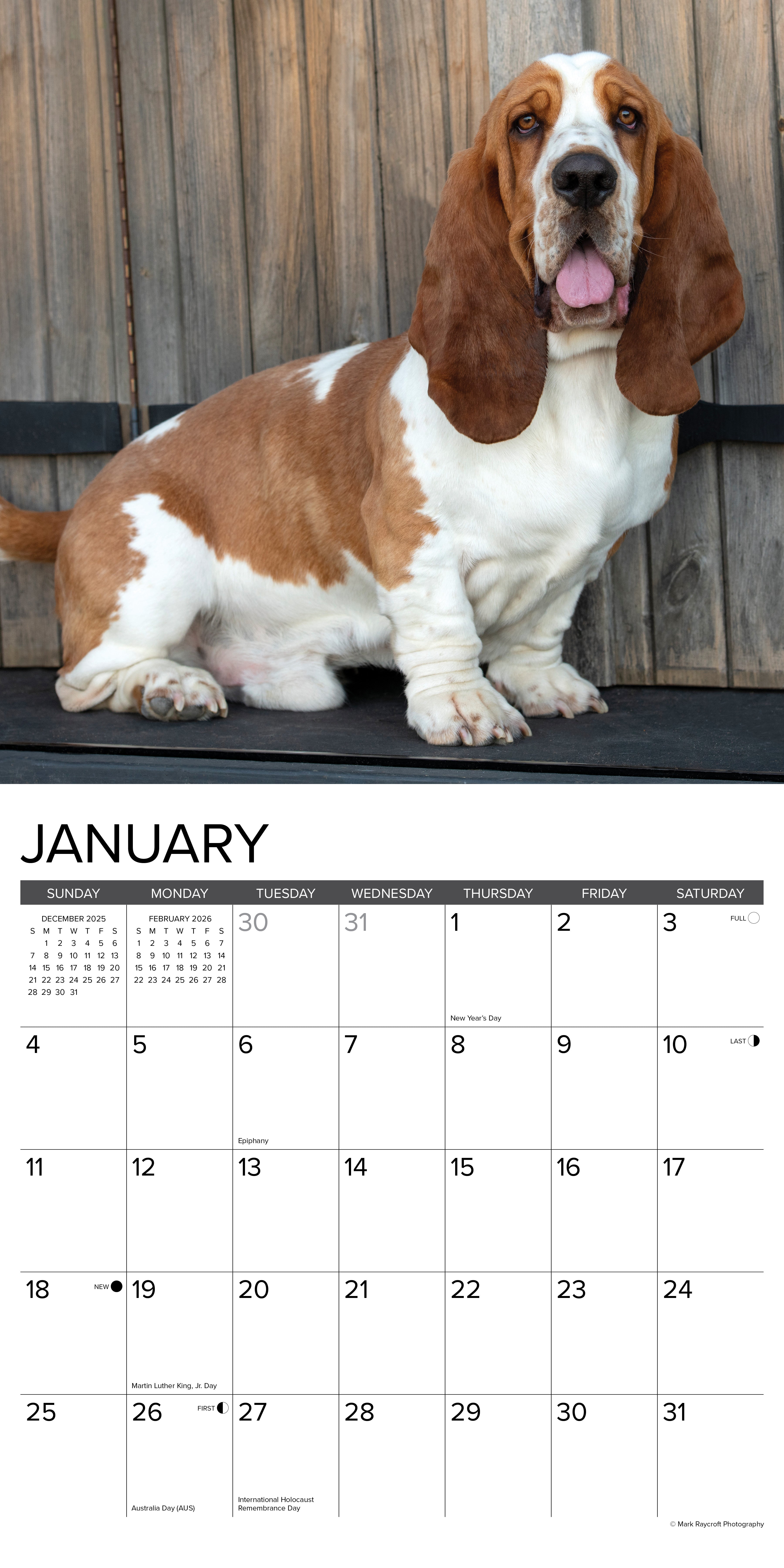 Basset Hounds 12" x 12" 2026 Wall Calendar showcasing a cute Basset Hound for January month.