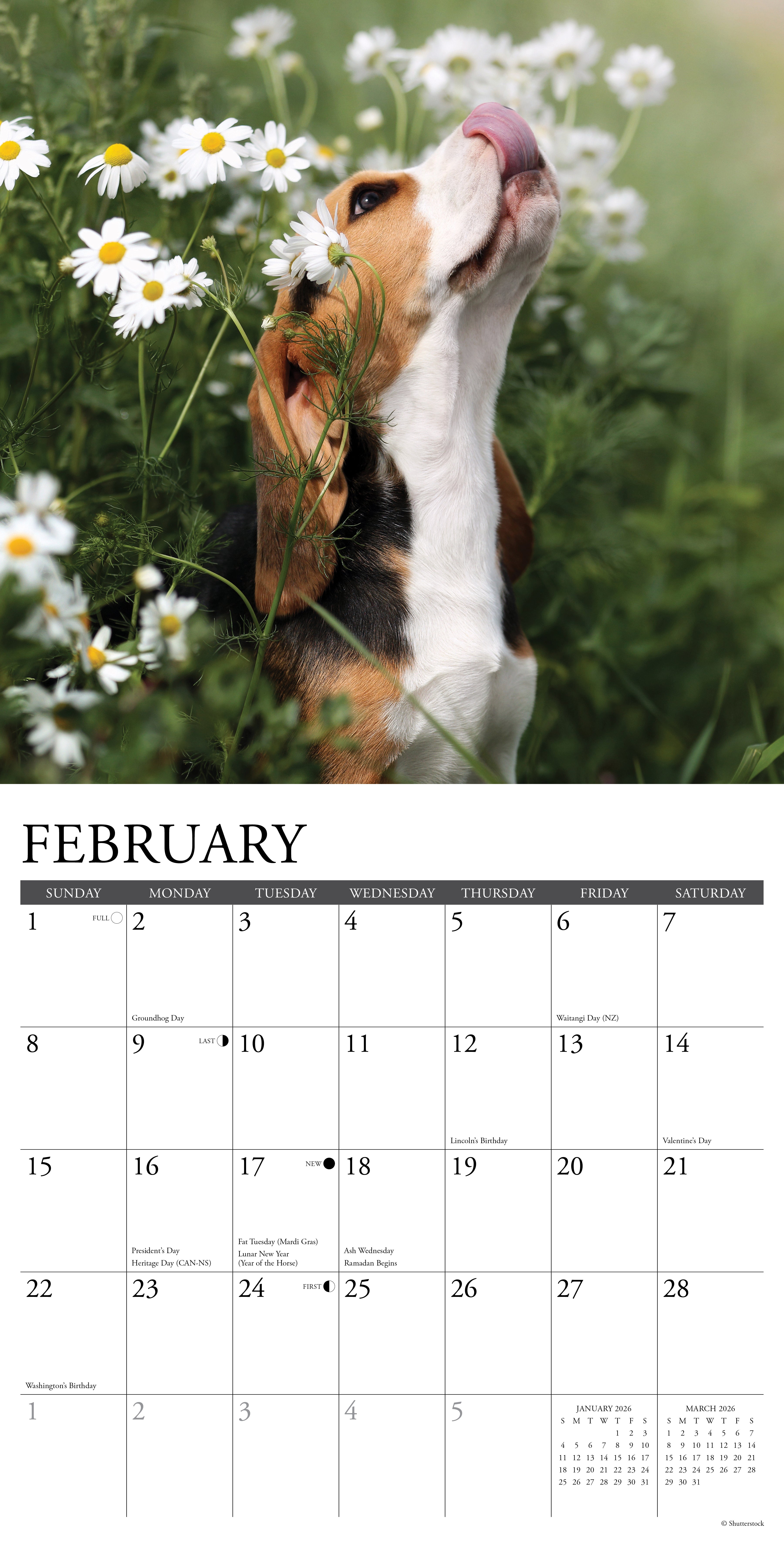 Beagle puppy sniffing flowers in February 2026 Wall Calendar, showcasing canine charm and seasonal beauty.