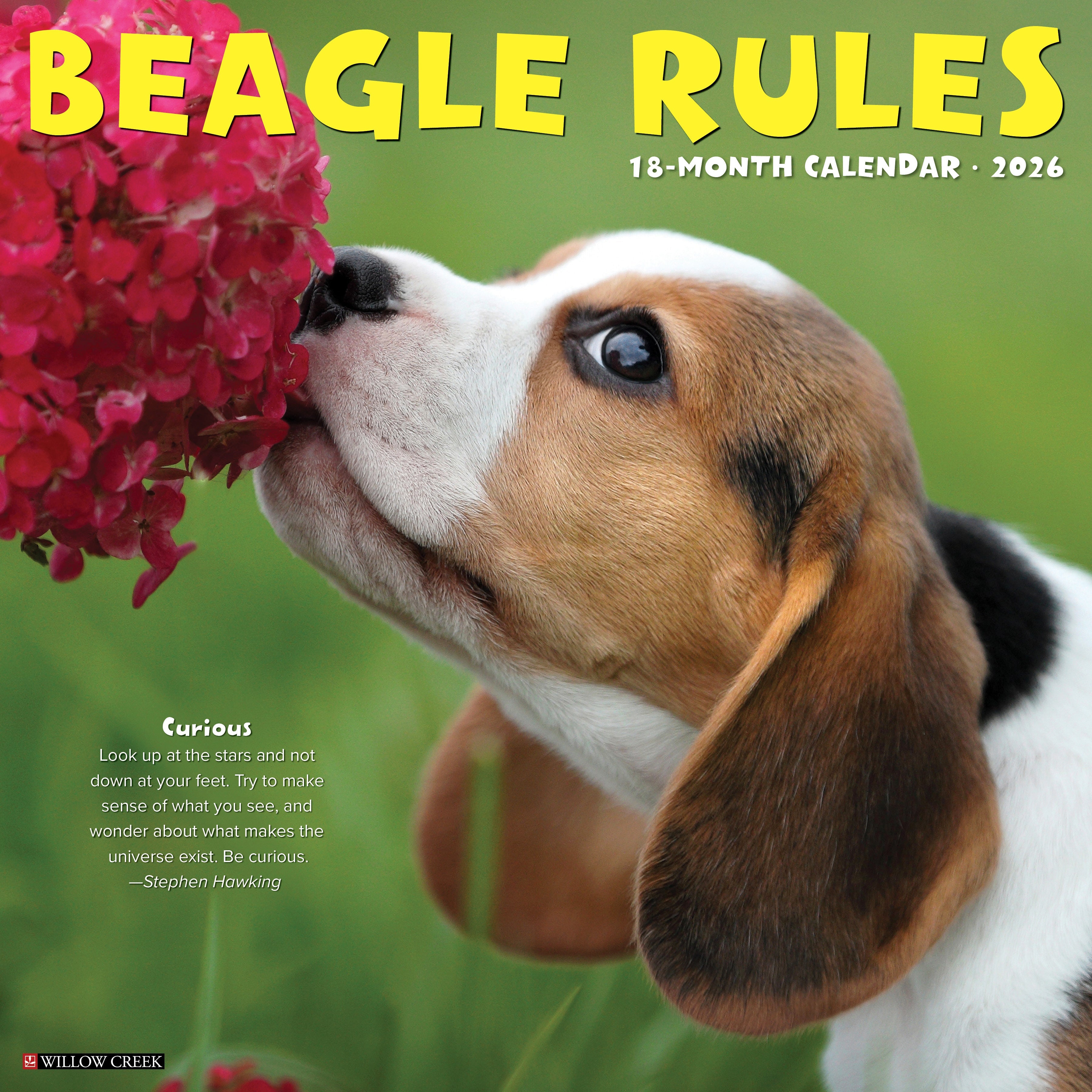 2026 Wall Calendar featuring a curious Beagle puppy with a pink flower.