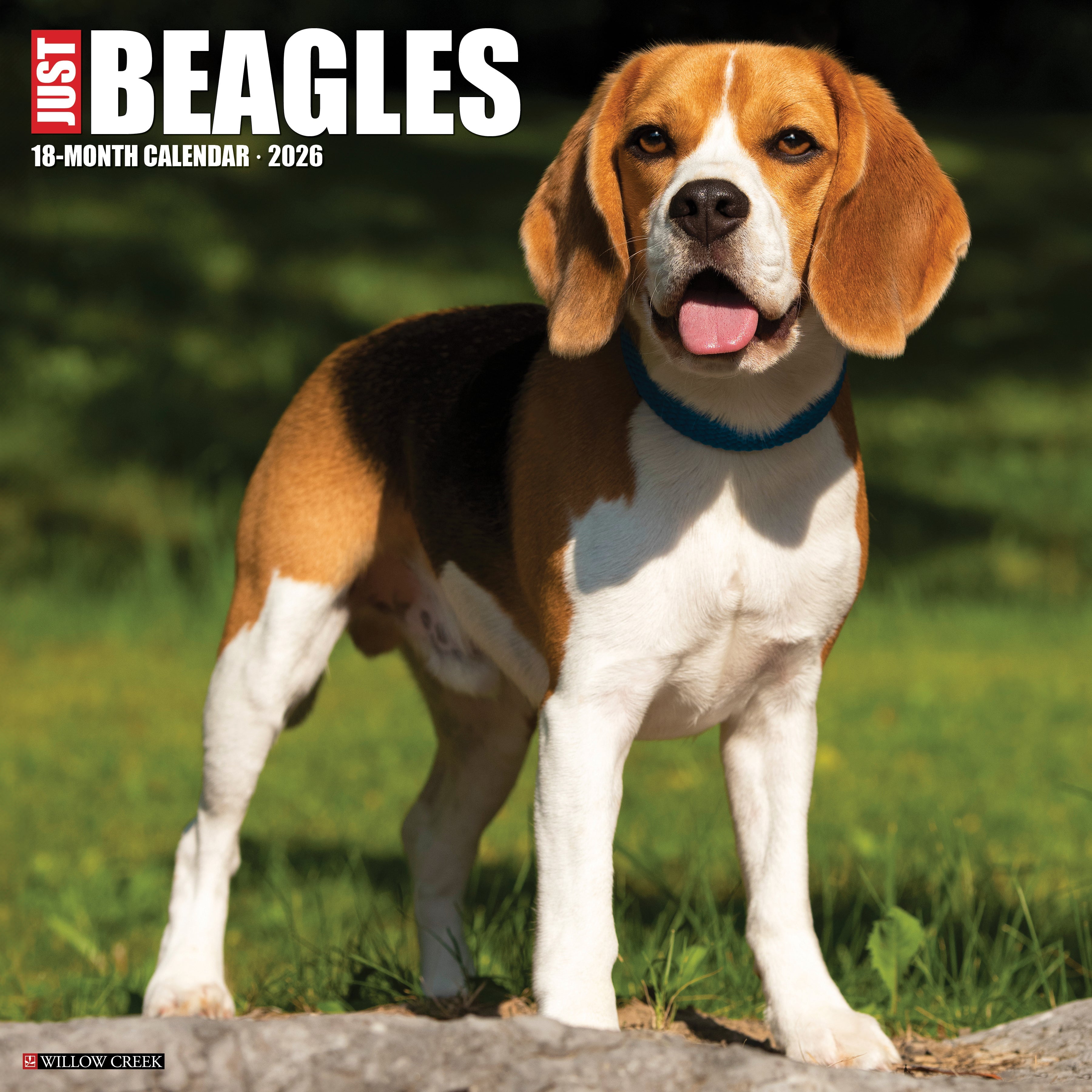 Beagles 2026 Wall Calendar featuring a happy Beagle dog in a sunny outdoor setting.