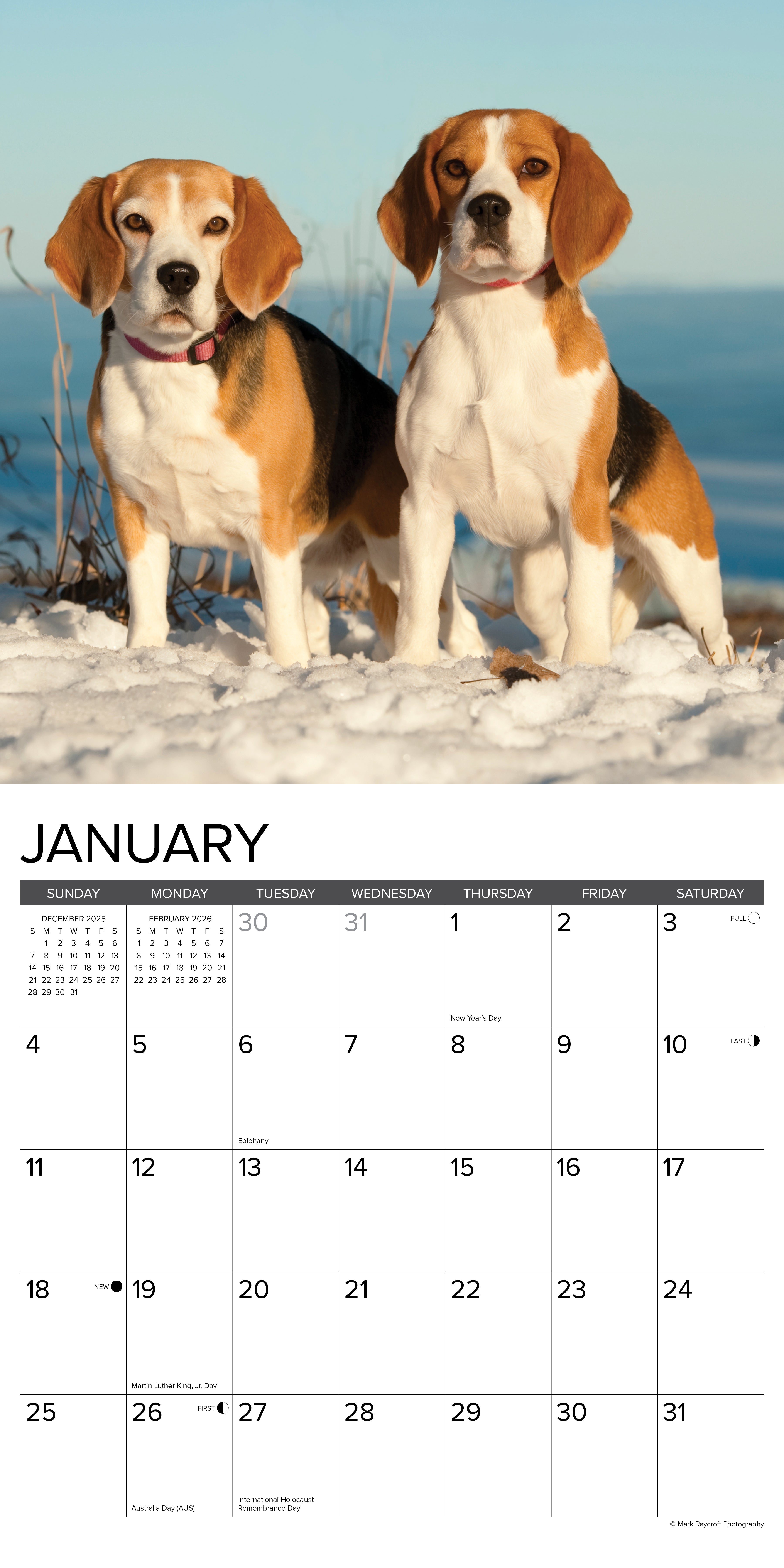 2026 Wall Calendar featuring two Beagles standing in the snow for the month of January.