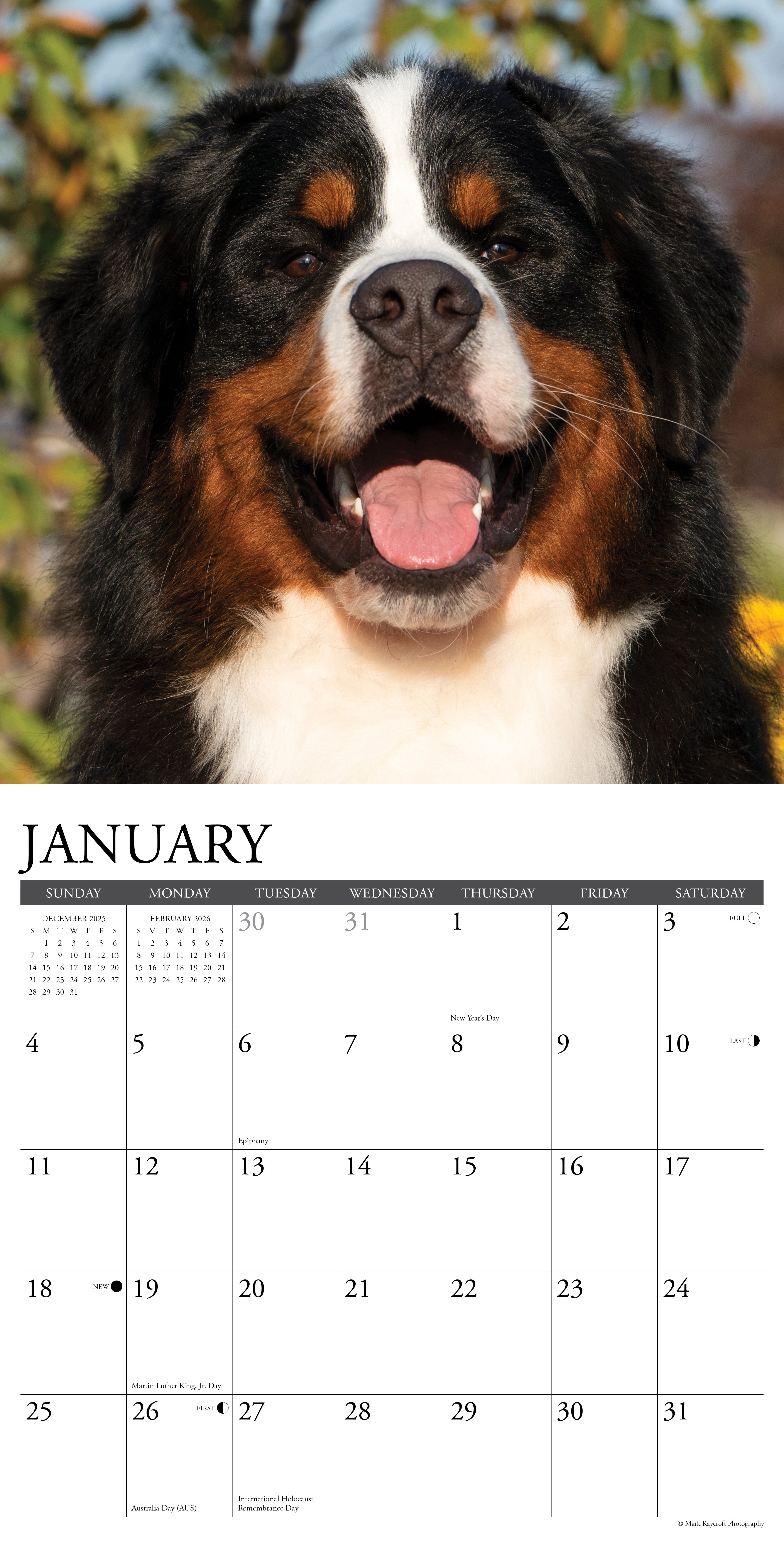 2026 Wall Calendar featuring a smiling Bernese Mountain Dog for January, perfect for dog lovers.