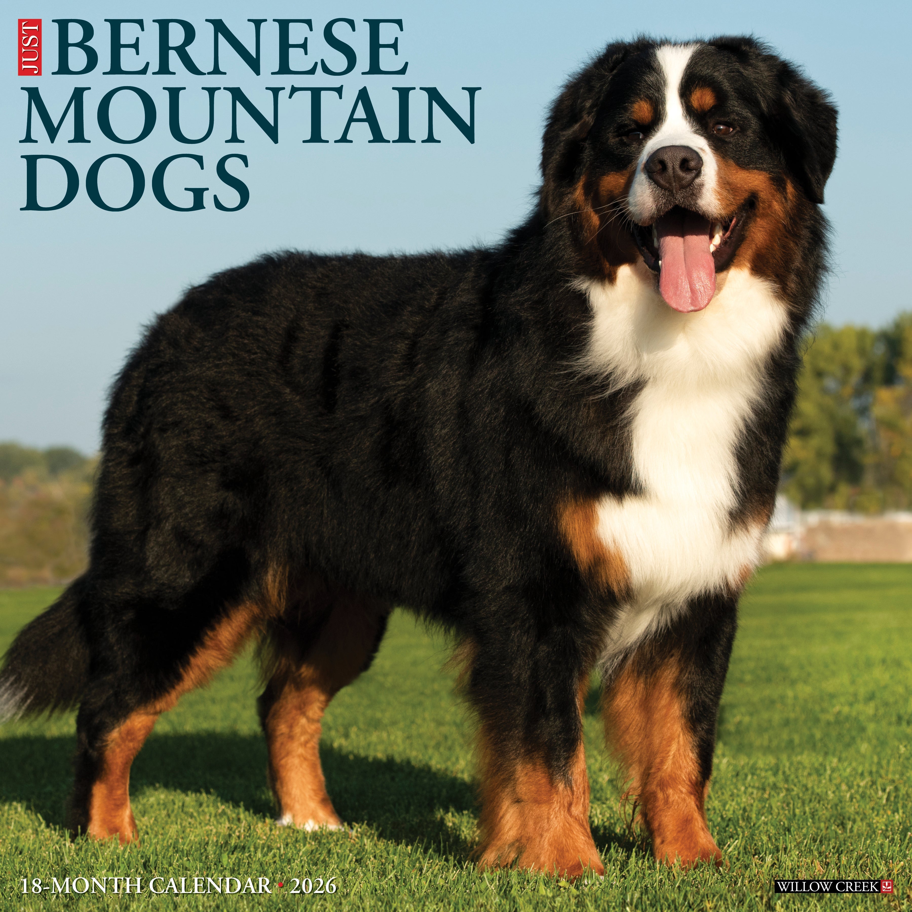 2026 Wall Calendar featuring a Bernese Mountain Dog posing on a green lawn, showcasing its fluffy coat and friendly demeanor.