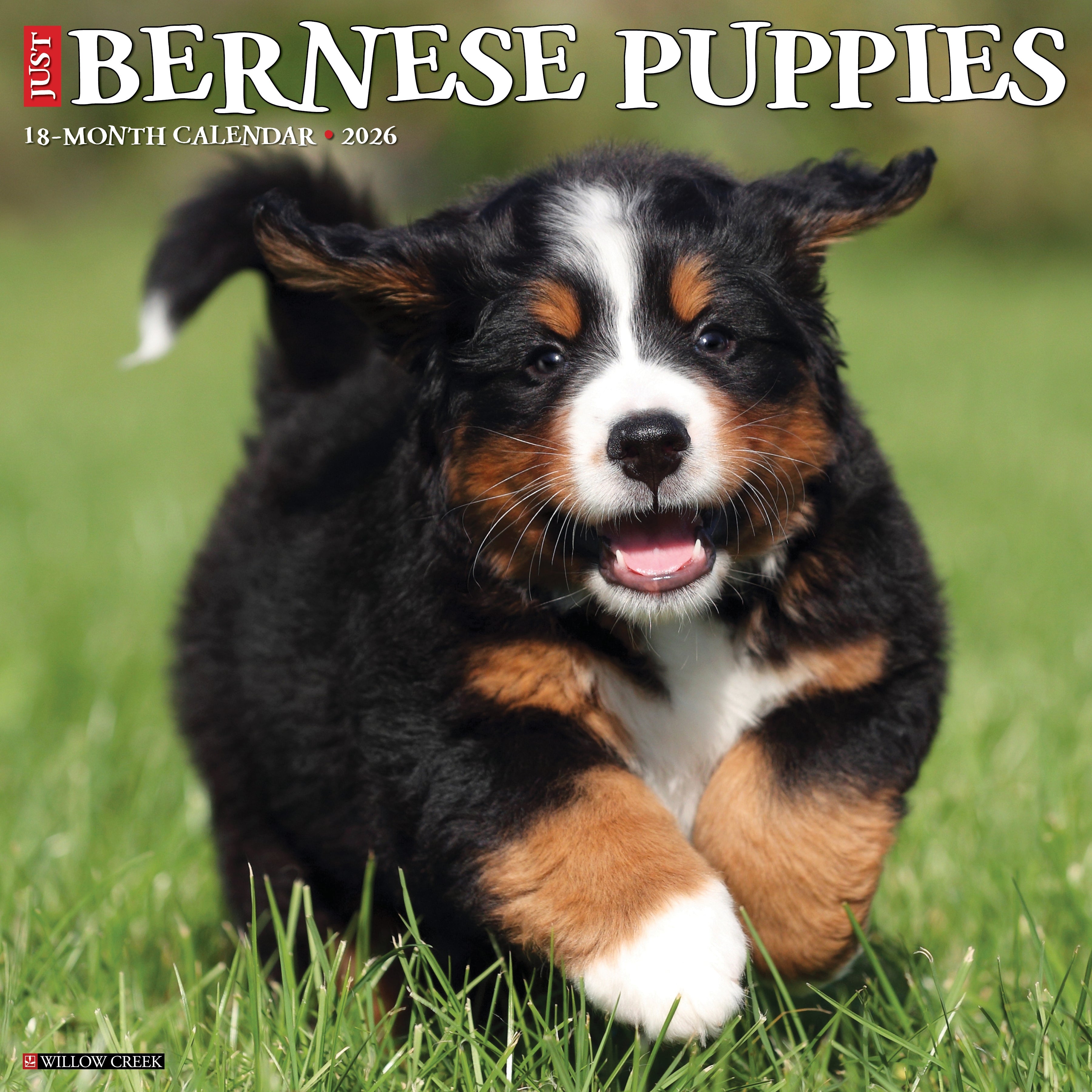 Bernese Mountain puppy running through grass on the cover of the 2026 Wall Calendar.