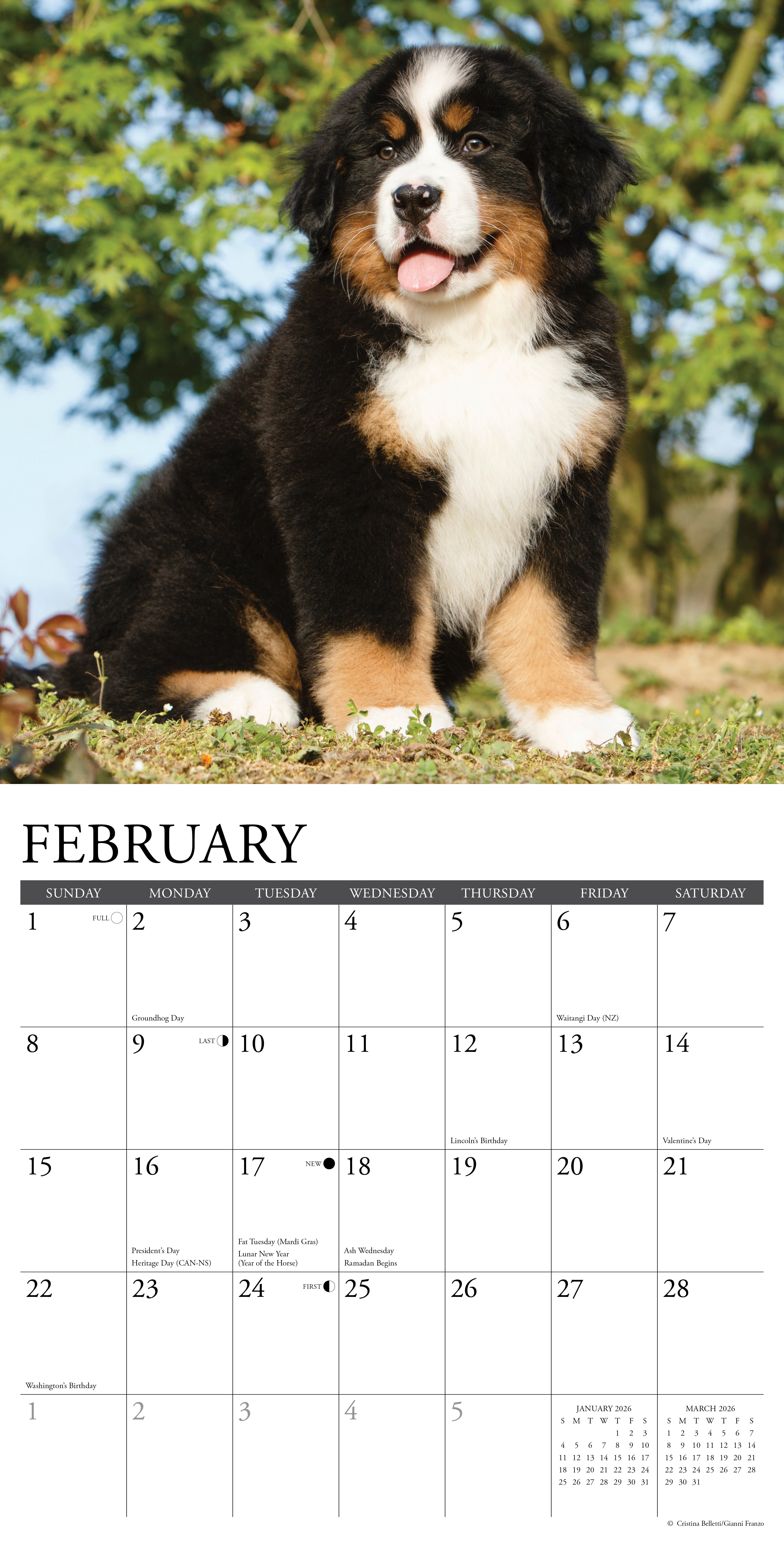 Adorable Bernese Mountain puppy featured in the February page of the 2026 Wall Calendar.