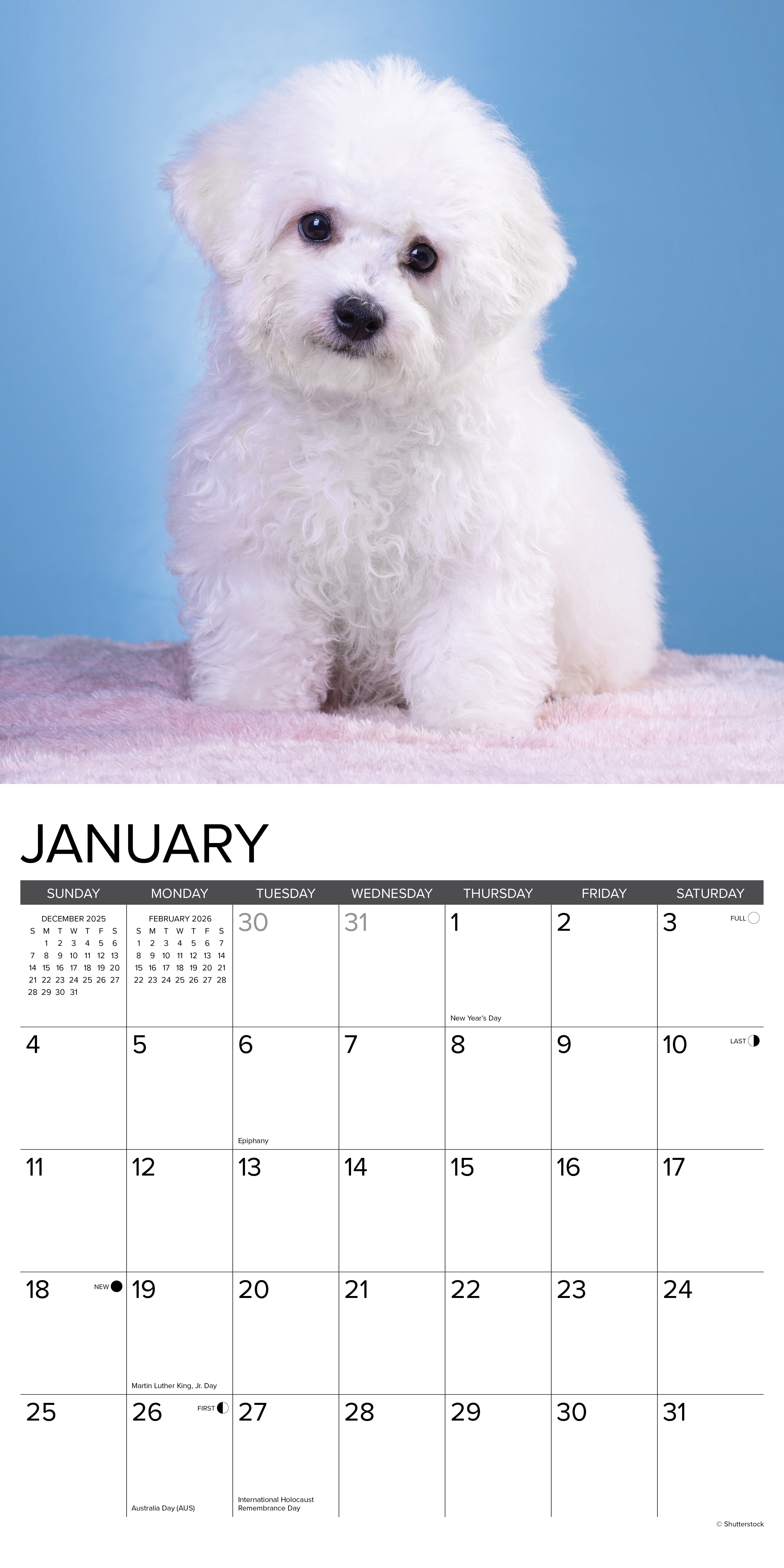 Bichon Frise puppy featured in January of the 2026 Wall Calendar, showcasing its fluffy white coat and adorable expressions.