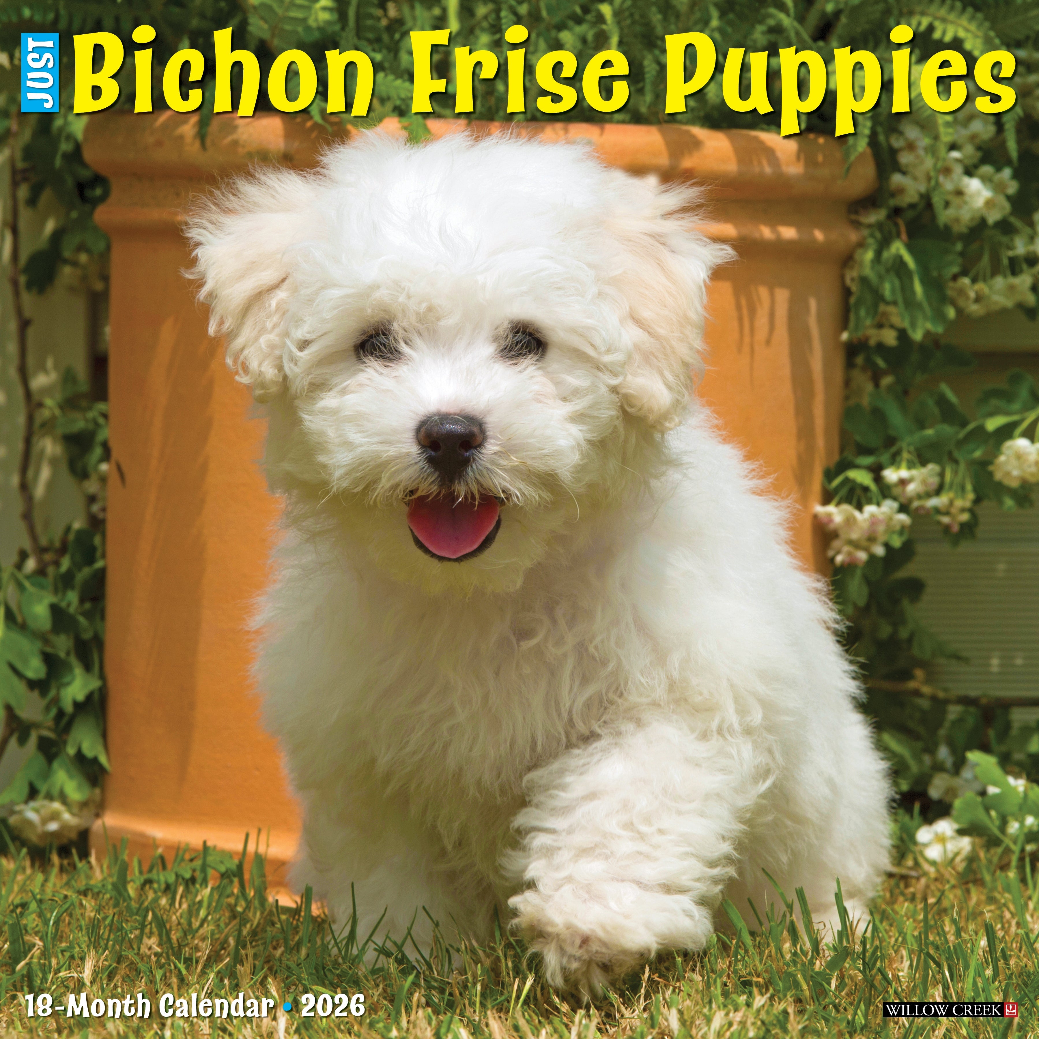 Bichon Frise puppy on a grassy lawn for the 2026 Wall Calendar, showcasing its fluffy coat and playful personality.