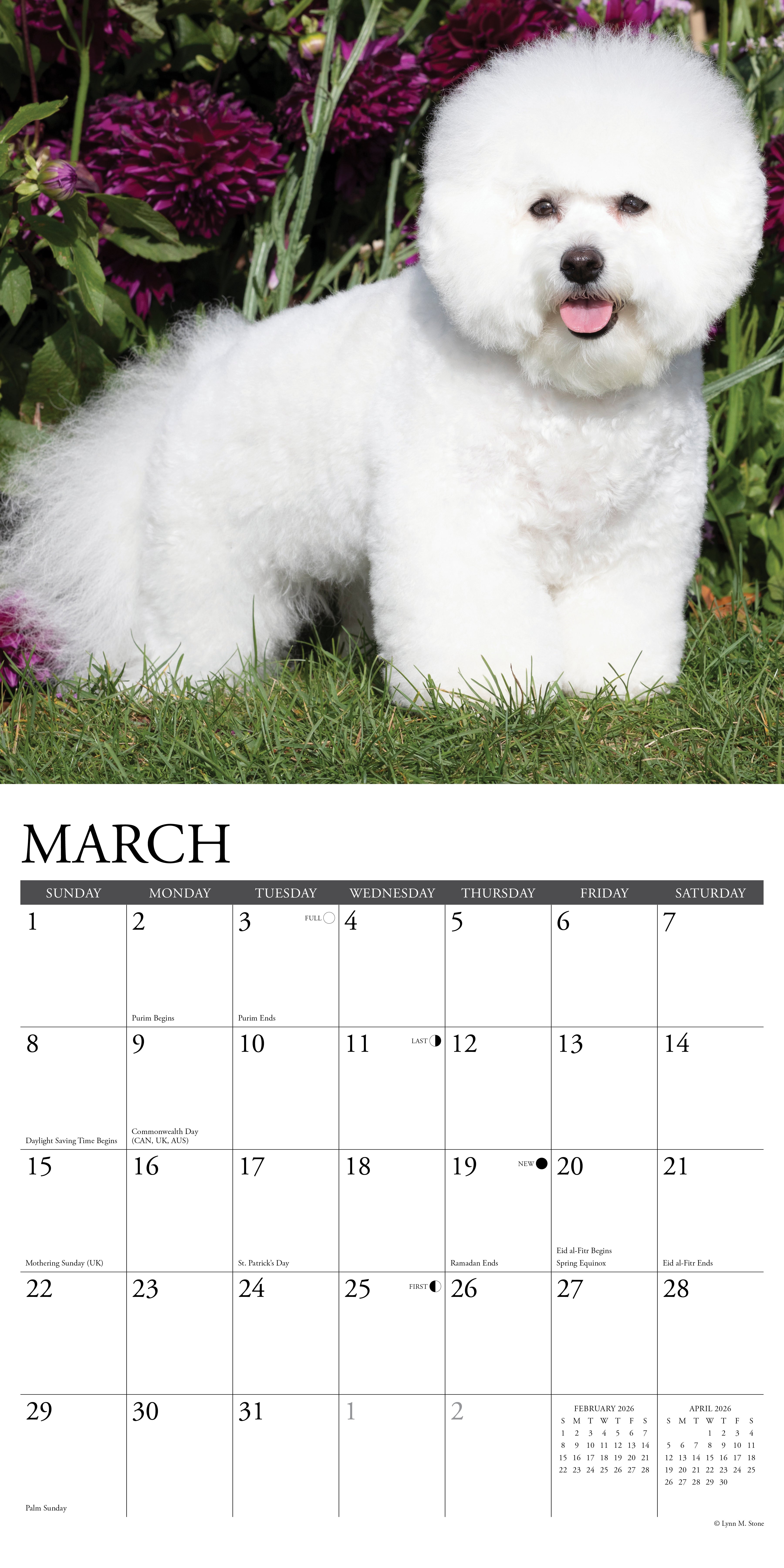 Bichon Frises 12" x 12" 2026 Wall Calendar featuring a cute Bichon Frise for March.