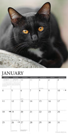 Black cat featured in January page of the 2026 Wall Calendar showcasing striking amber eyes and sleek fur.
