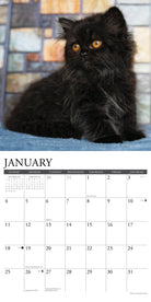 Black kitten featured for January in the 2026 Wall Calendar, showcasing cuteness and charm.