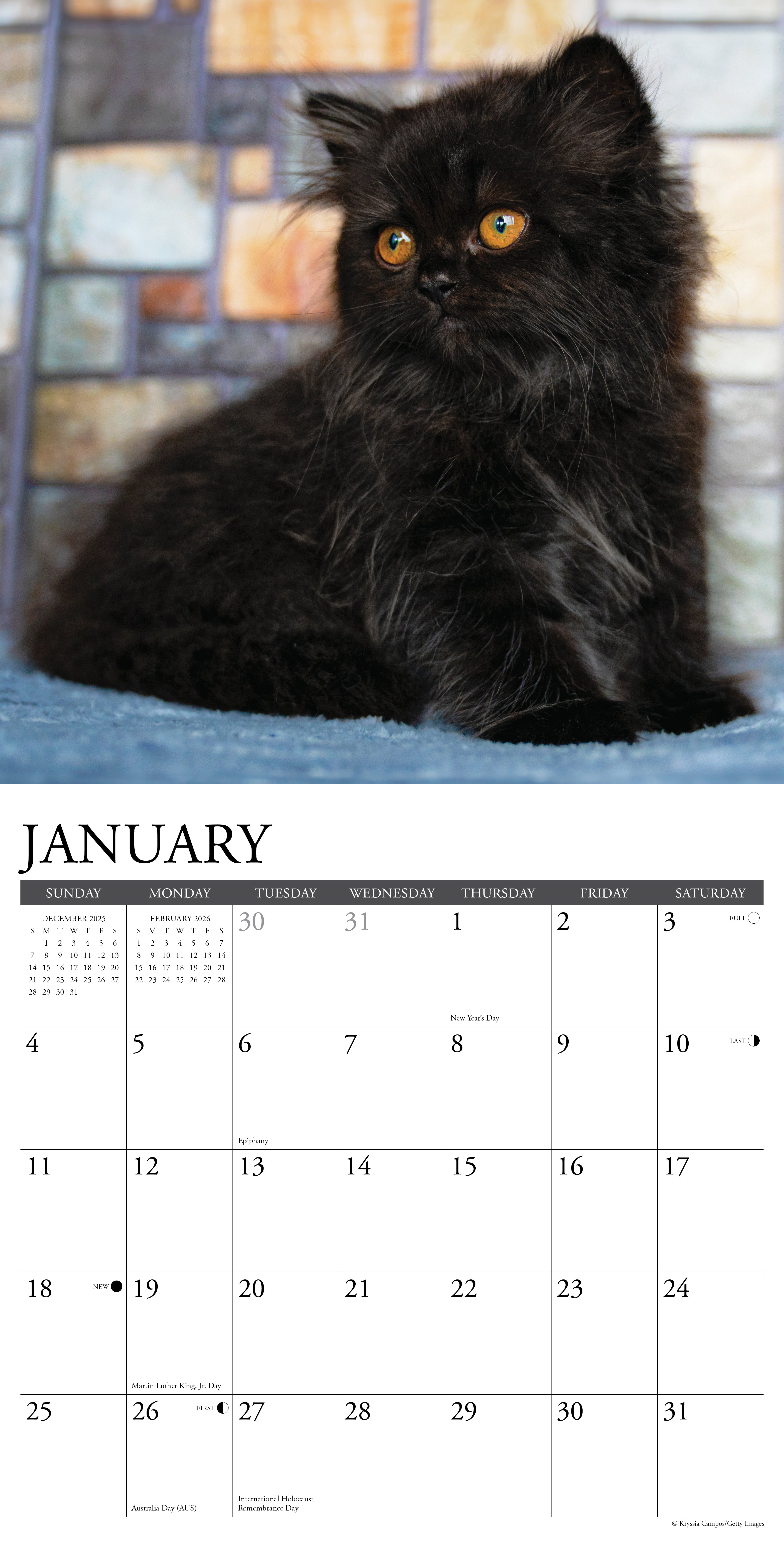 Black kitten featured for January in the 2026 Wall Calendar, showcasing cuteness and charm.