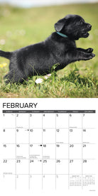 Adorable Black Lab puppy playing in the grass, featured in the February page of the 2026 Wall Calendar.