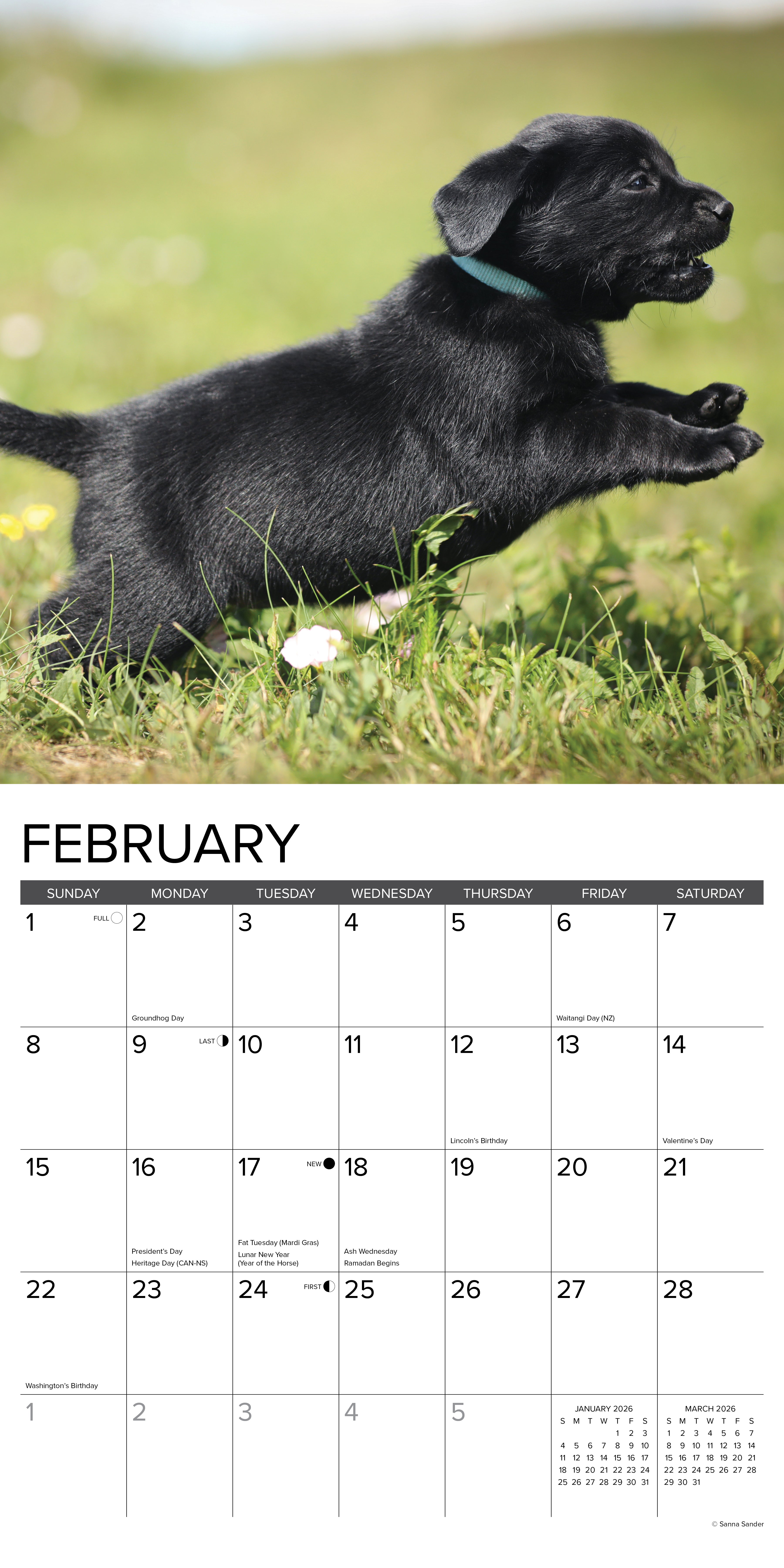 Adorable Black Lab puppy playing in the grass, featured in the February page of the 2026 Wall Calendar.