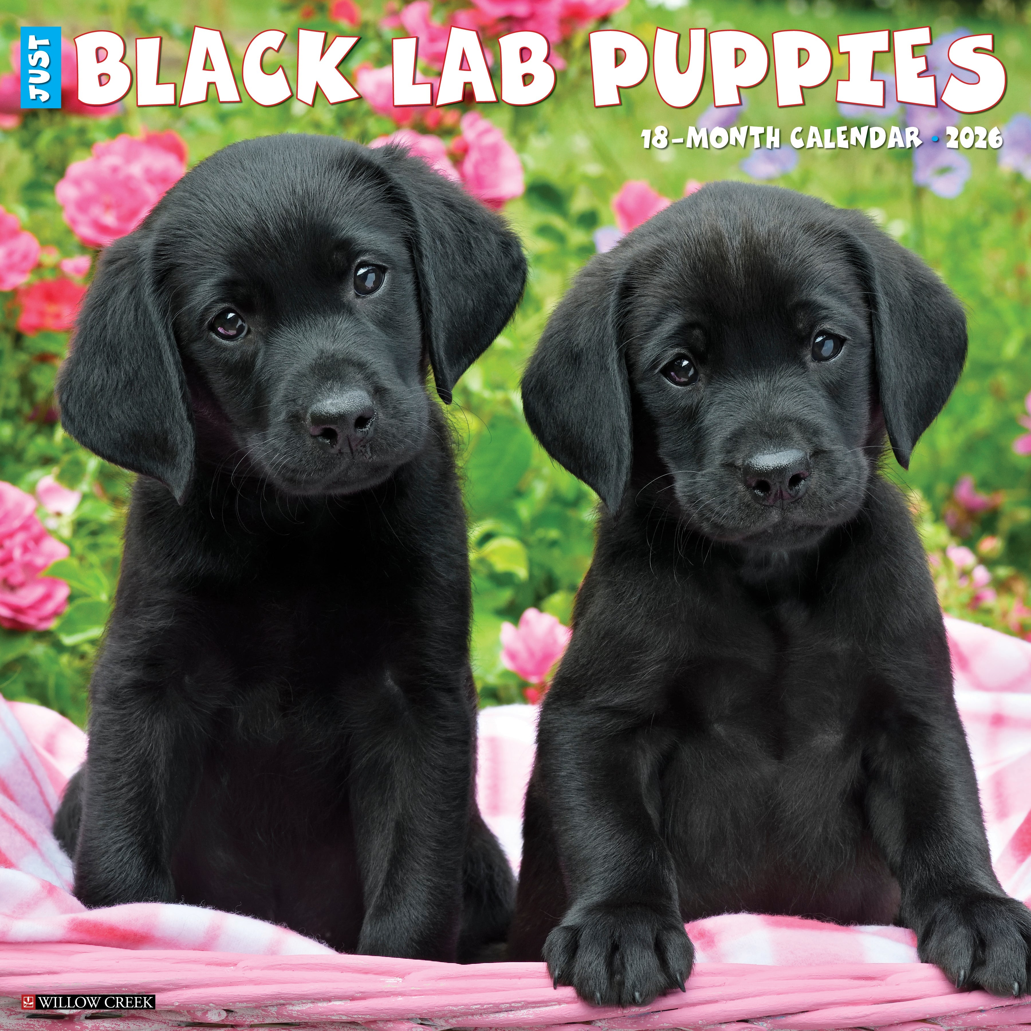 Black Lab Puppies adorably featured on the cover of a 2026 Wall Calendar, surrounded by colorful flowers.