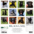 Dog lovers’ 2026 Wall Calendar – Black Labs edition with playful and loving dogs