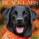 Black Labs 2026 Wall Calendar featuring loyal Labrador Retriever photography
