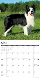 2026 Wall Calendar with large monthly date boxes, decorative images, and holidays, perfect for office or home organization and yearly planning