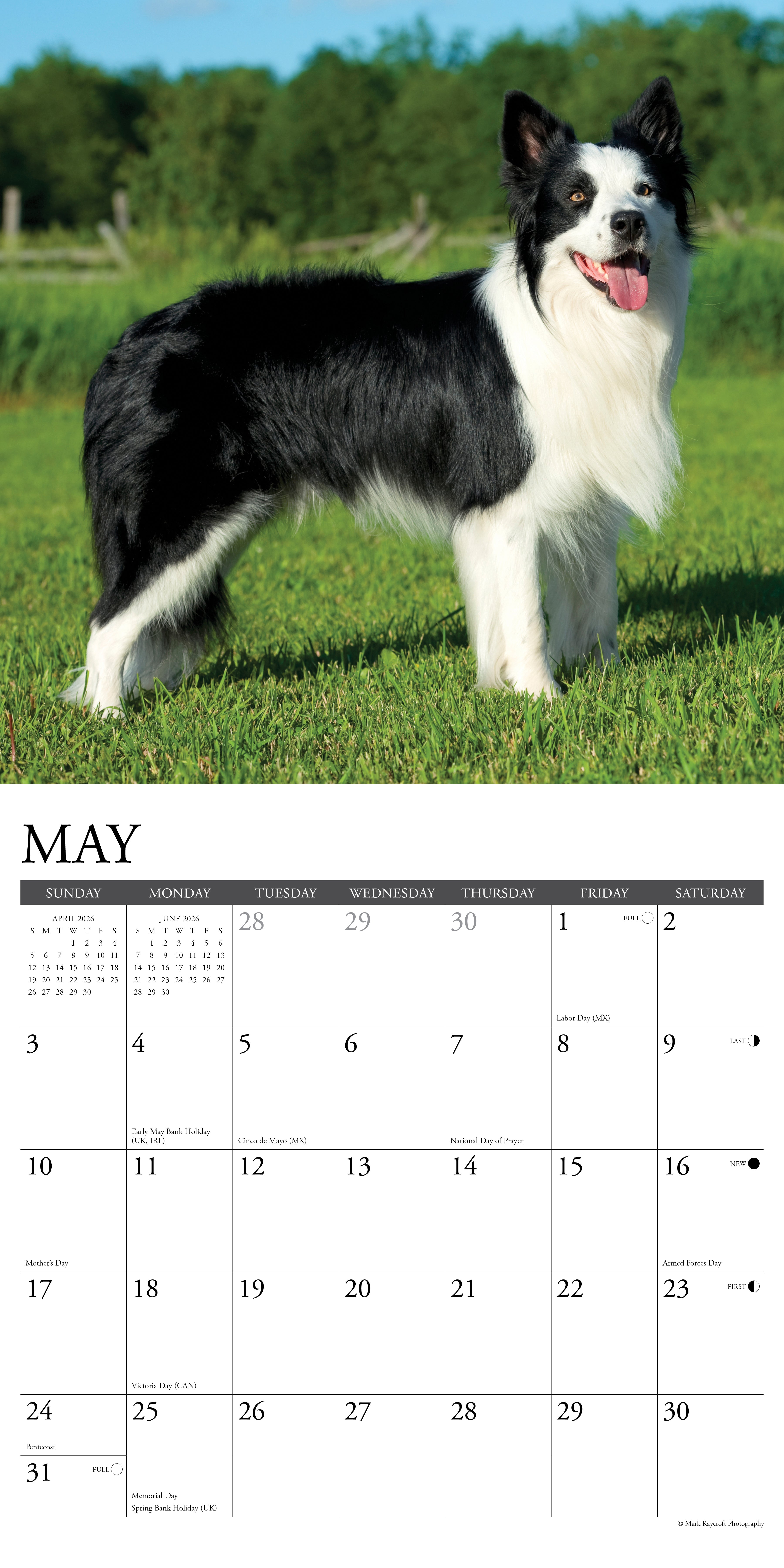 2026 Wall Calendar with large monthly date boxes, decorative images, and holidays, perfect for office or home organization and yearly planning