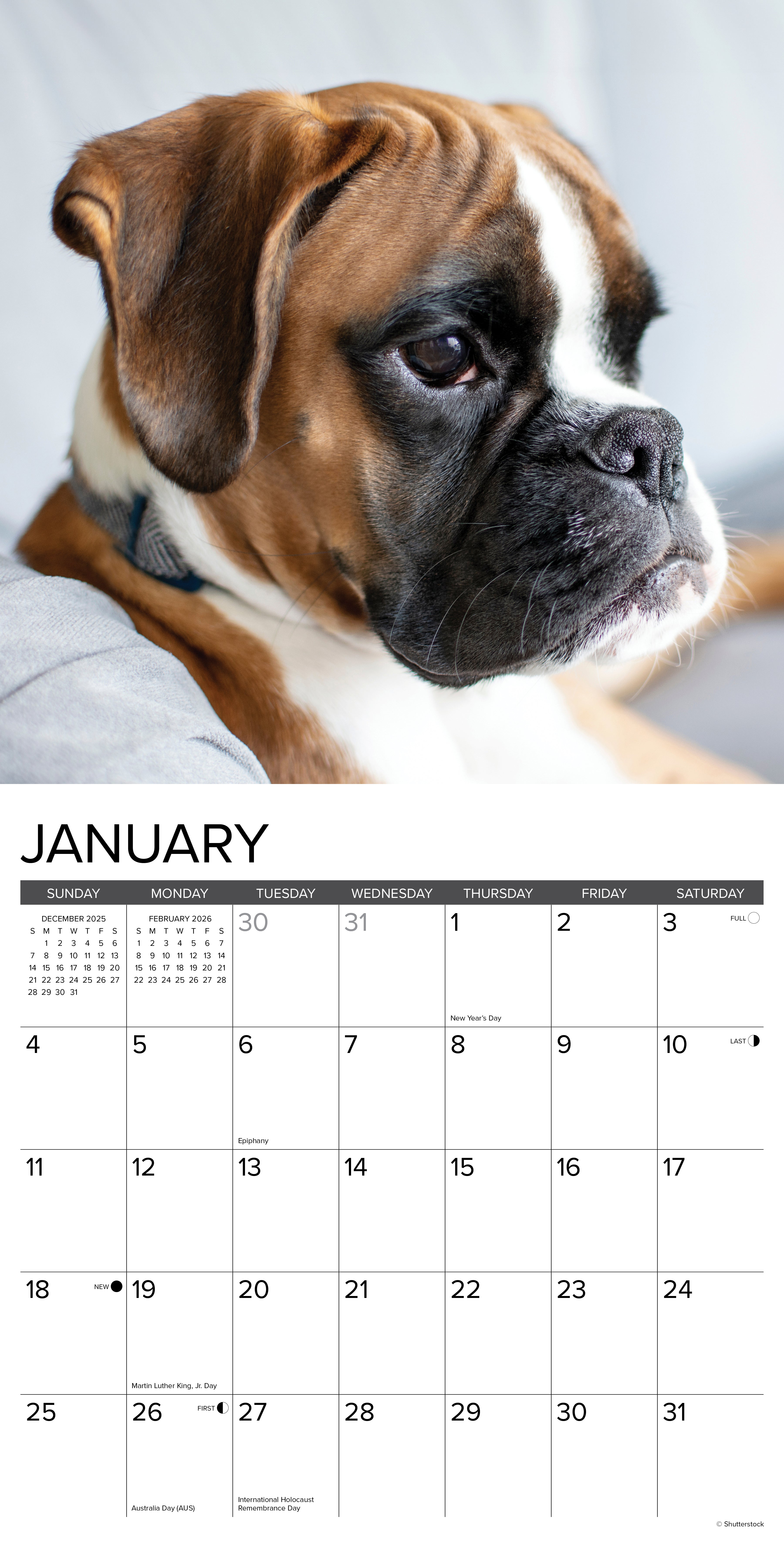 Boxer Puppies 12" x 12" 2026 Wall Calendar with large grids for notes and appointments