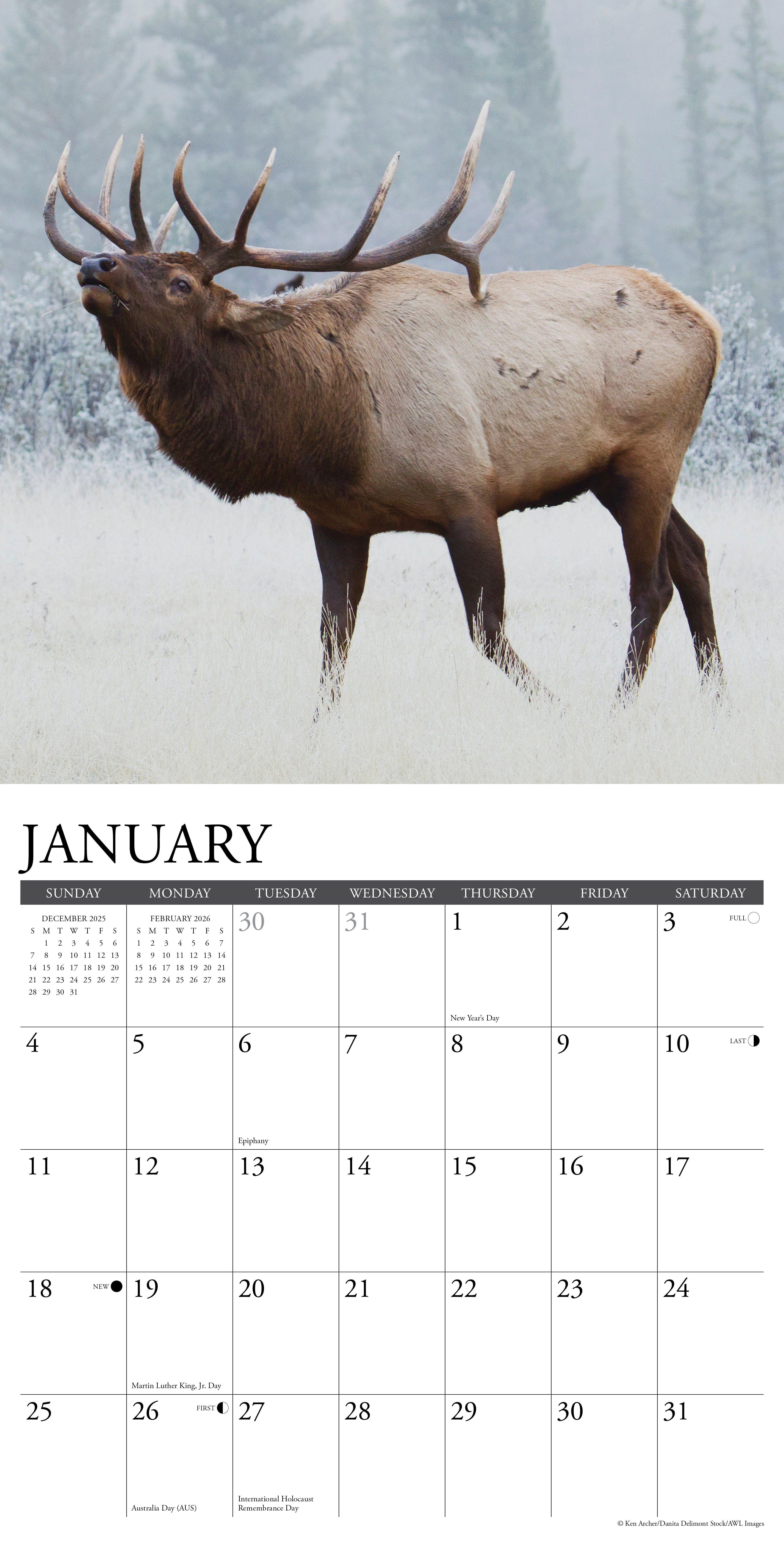 Bull Elk 12" x 12" 2026 Wall Calendar with large grids for notes and appointments