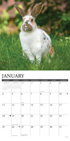 2026 Wall Calendar with large monthly date boxes, decorative images, and holidays, perfect for office or home organization and yearly planning