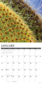 2026 Wall Calendar with large monthly date boxes, decorative images, and holidays, perfect for office or home organization and yearly planning