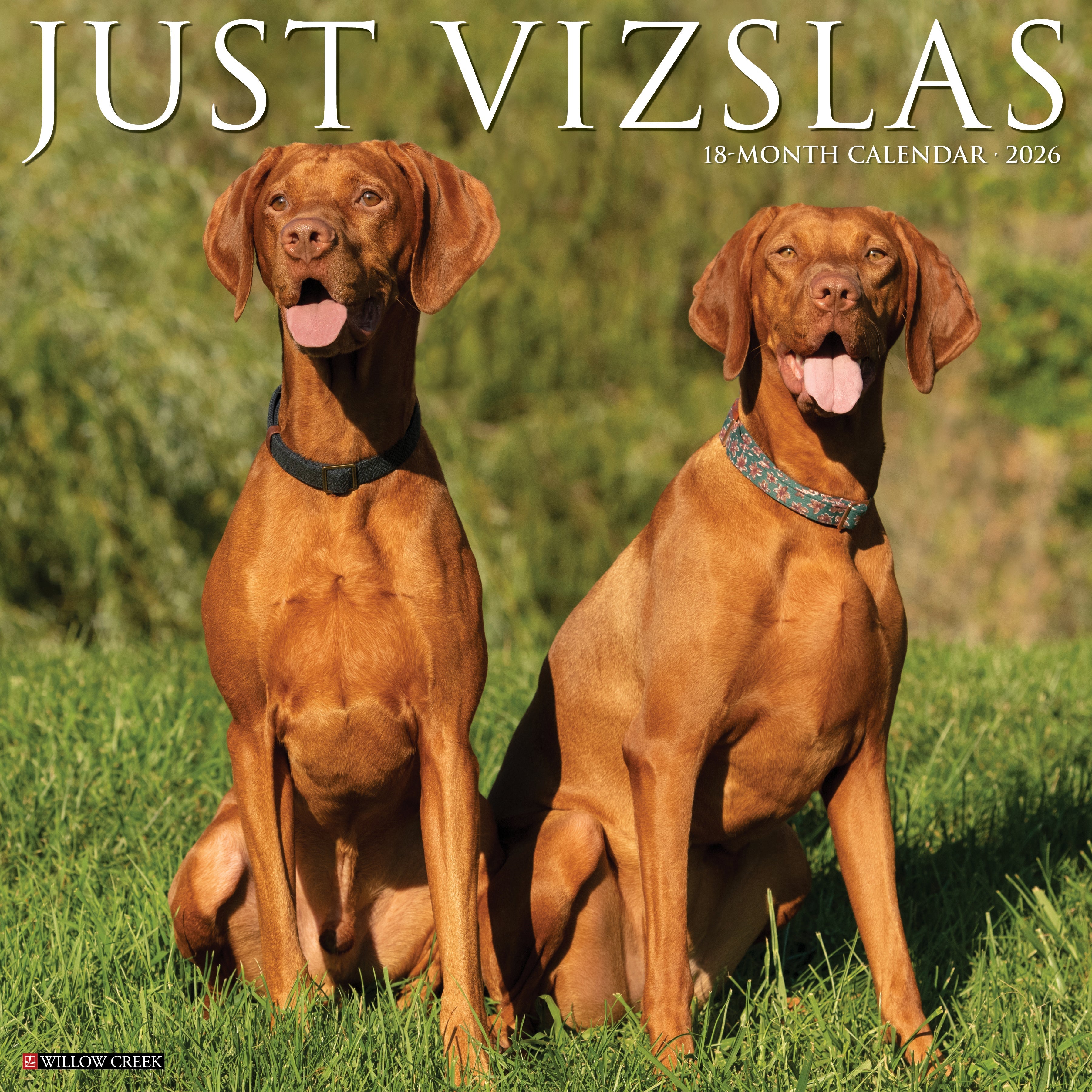 Vizslas 2026 Wall Calendar featuring beautiful photos of the energetic Hungarian hunting dog