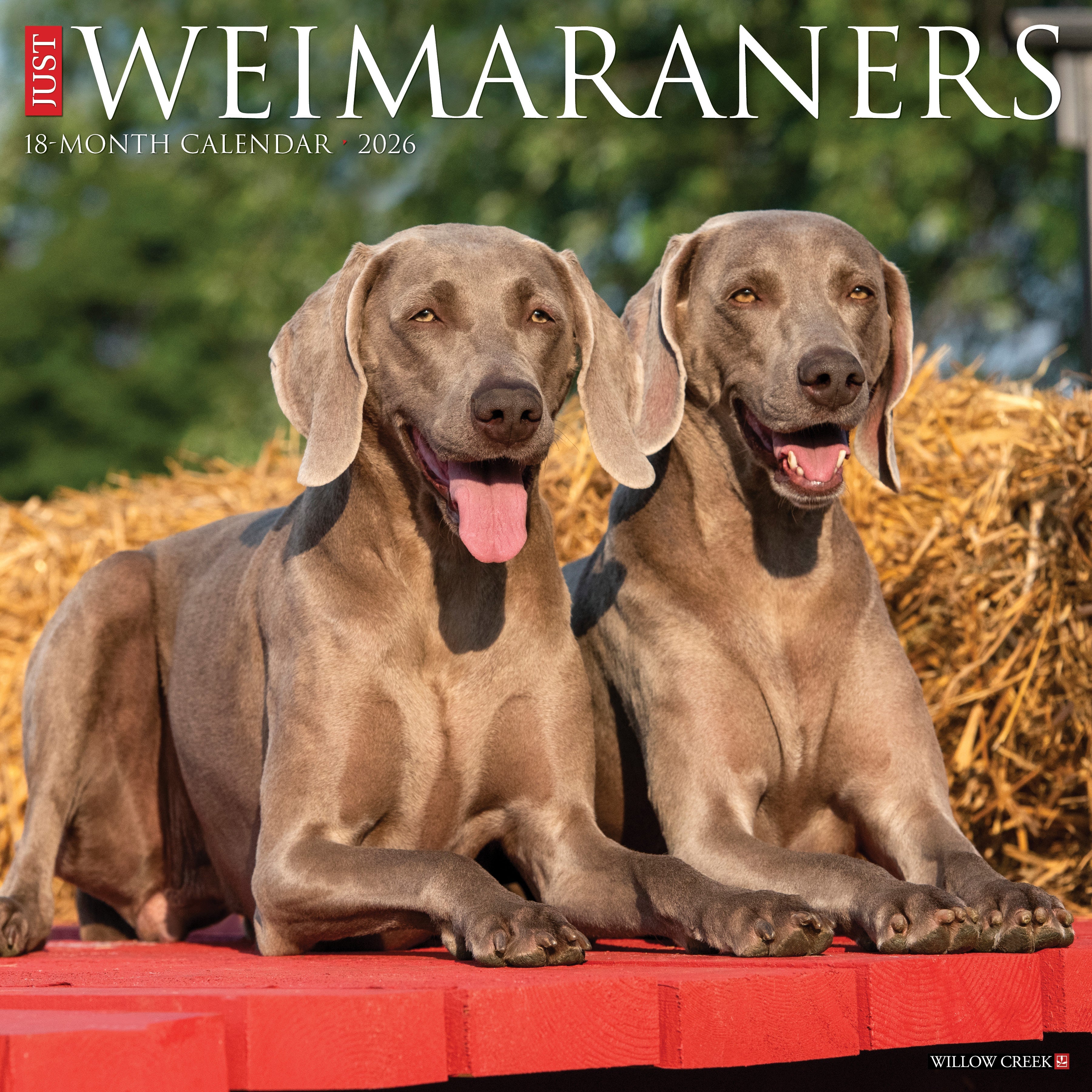 Weimaraners 2026 Wall Calendar featuring sleek and elegant dog photography