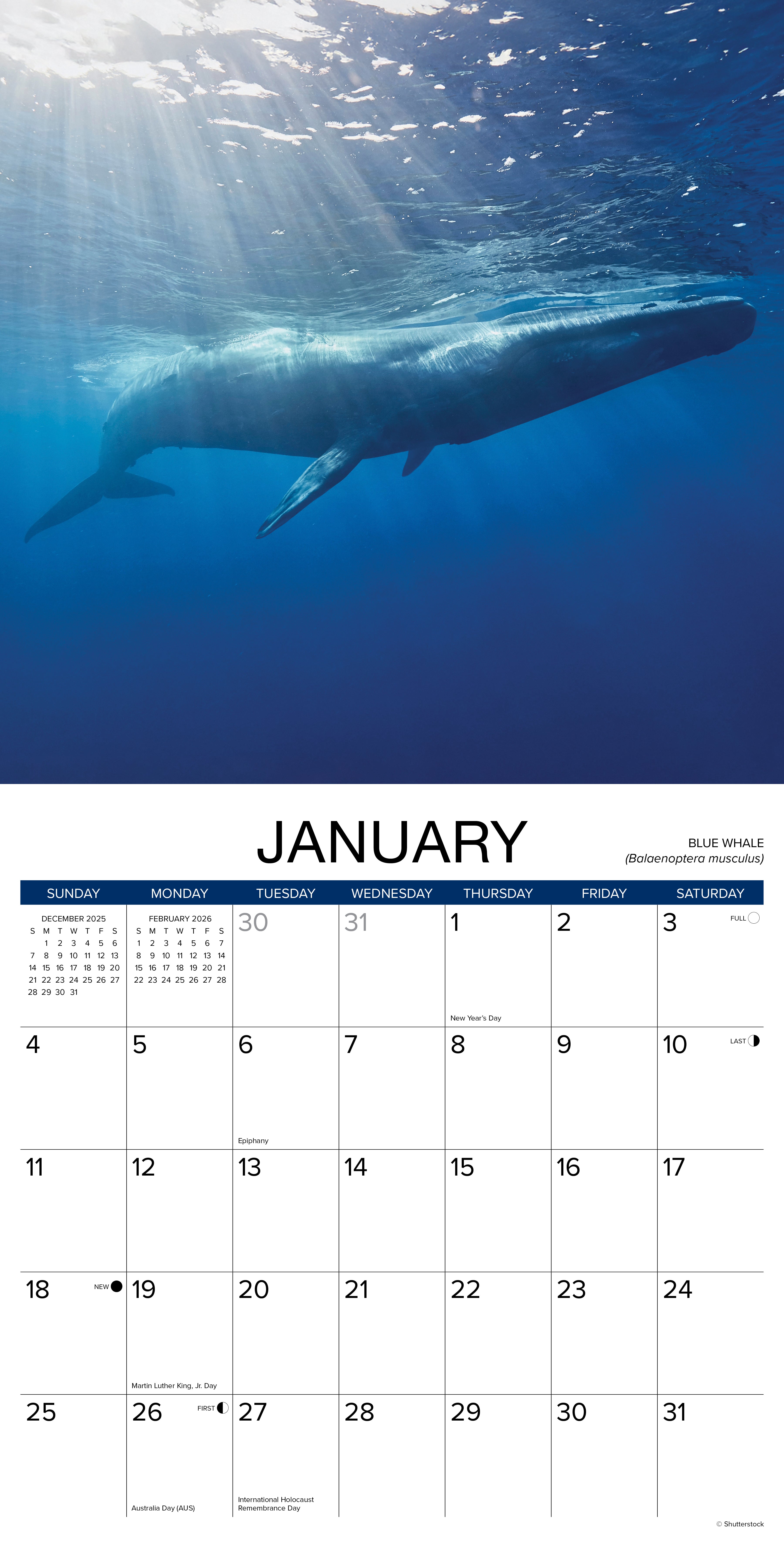 Whales 12" x 12" 2026 Wall Calendar featuring a blue whale for January.