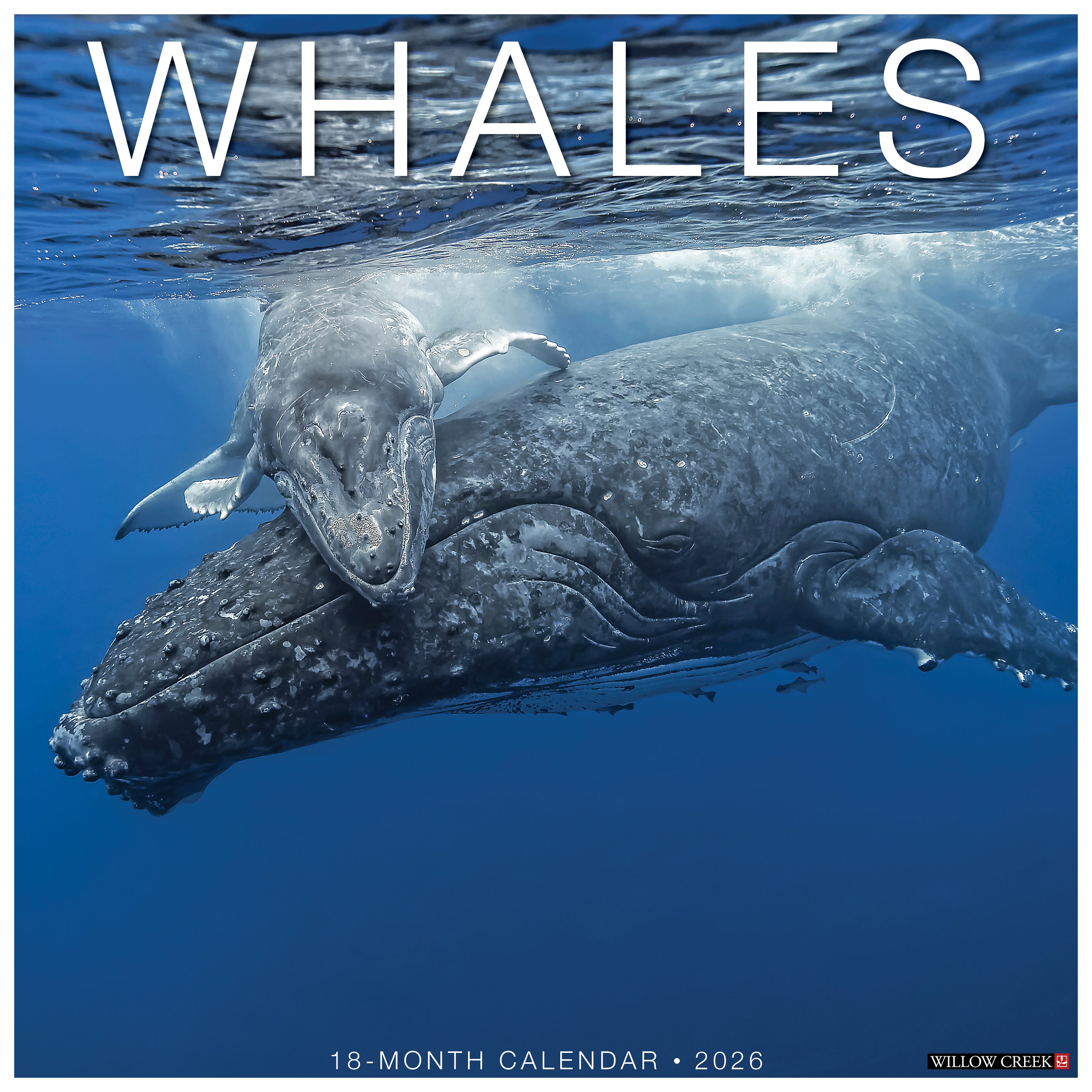 Whales 18-month calendar 2026 with a mother whale and calf swimming underwater.