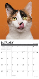 2026 Wall Calendar with large monthly date boxes, decorative images, and holidays, perfect for office or home organization and yearly planning