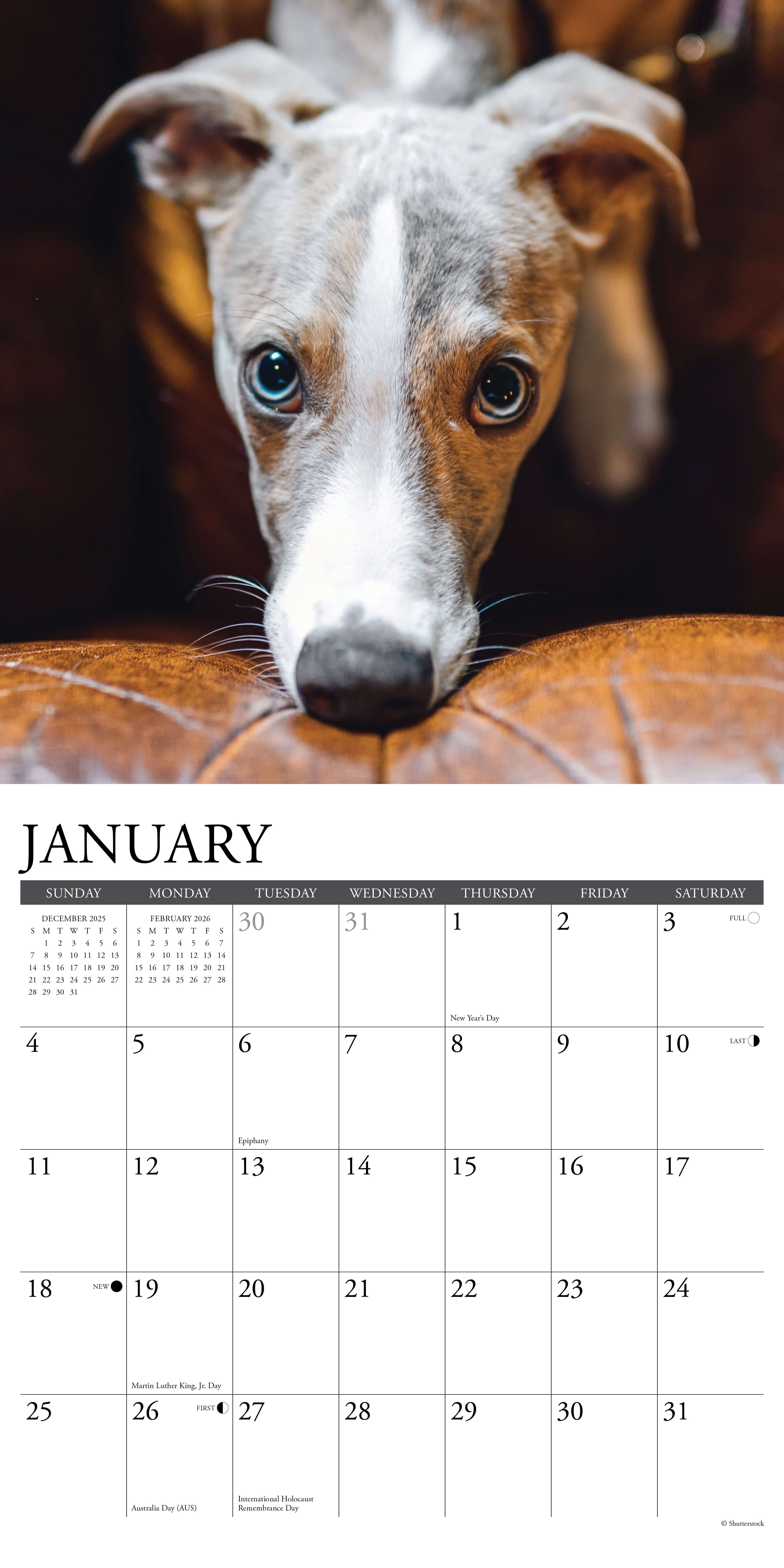 2026 Wall Calendar featuring a close-up photo of a whippet dog for January.