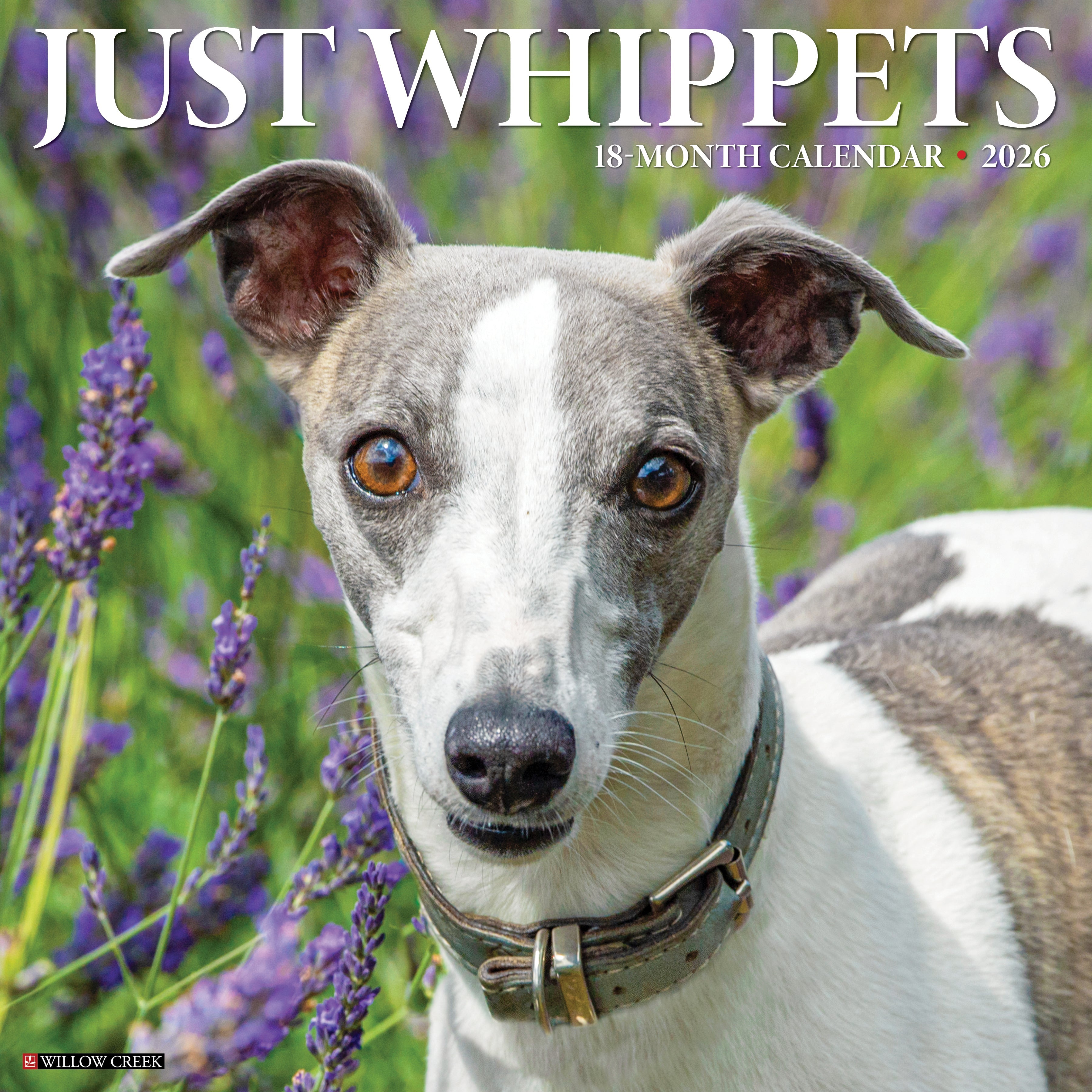 Whippets 2026 wall calendar, 12x12 inches, with cute Whippet dog photos and monthly grids