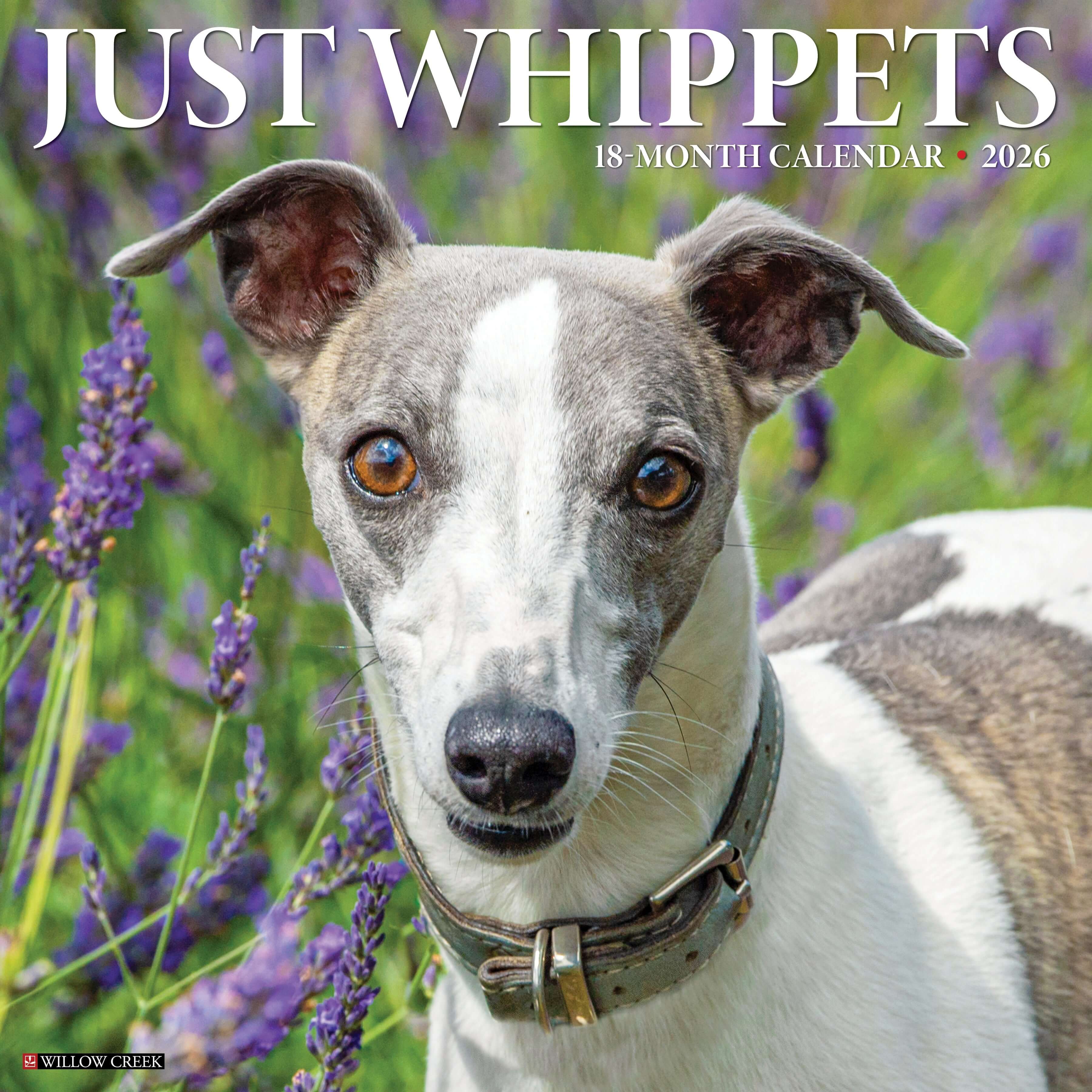 Whippets 2026 wall calendar, 12x12 inches, with cute Whippet dog photos and monthly grids