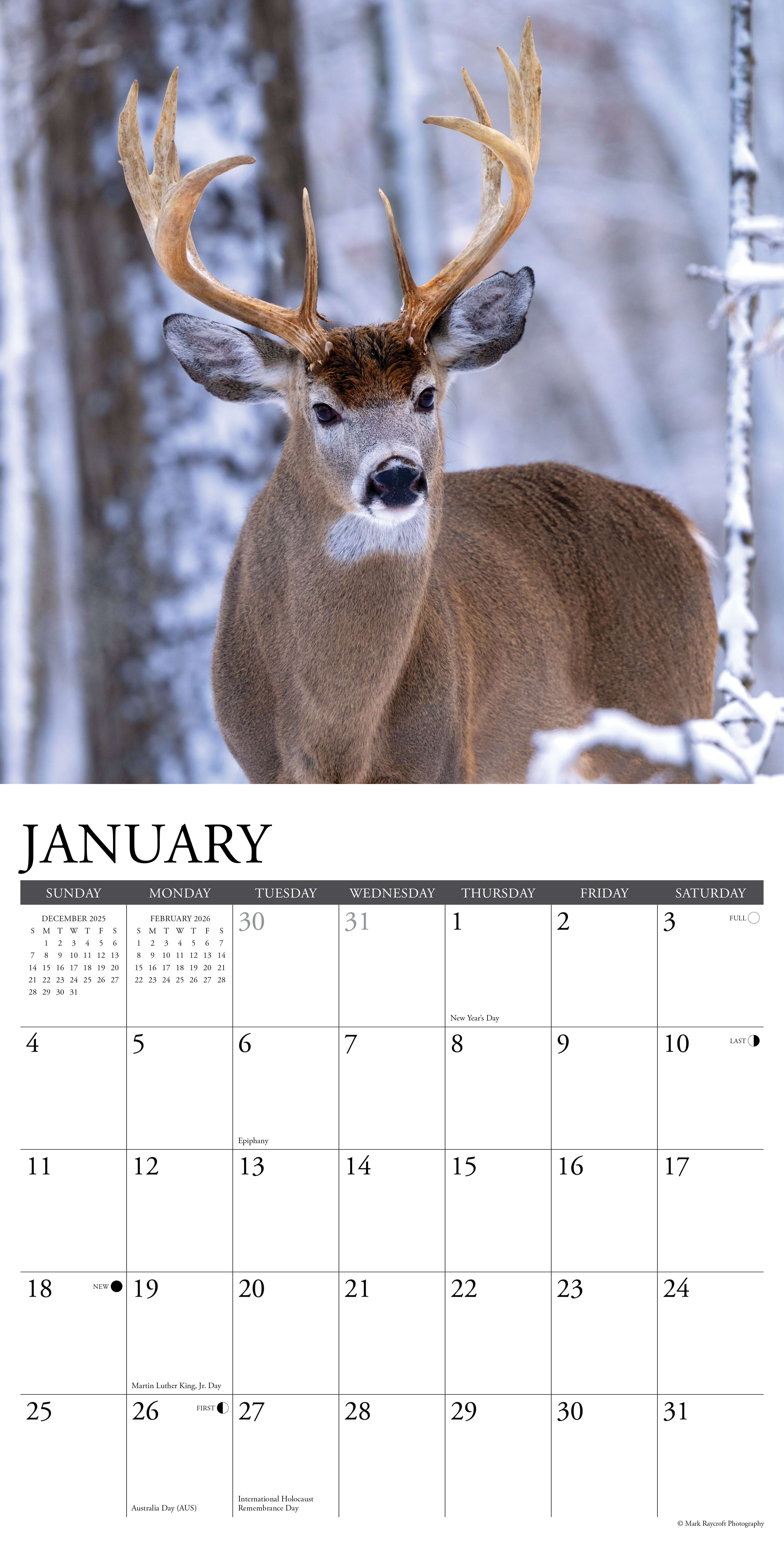 2026 Wall Calendar featuring a majestic whitetail deer in snowy forest setting for January