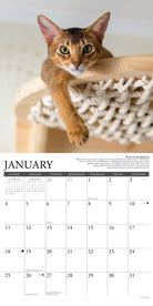 2026 Wall Calendar featuring a playful cat lounging on a cozy perch for the month of January.