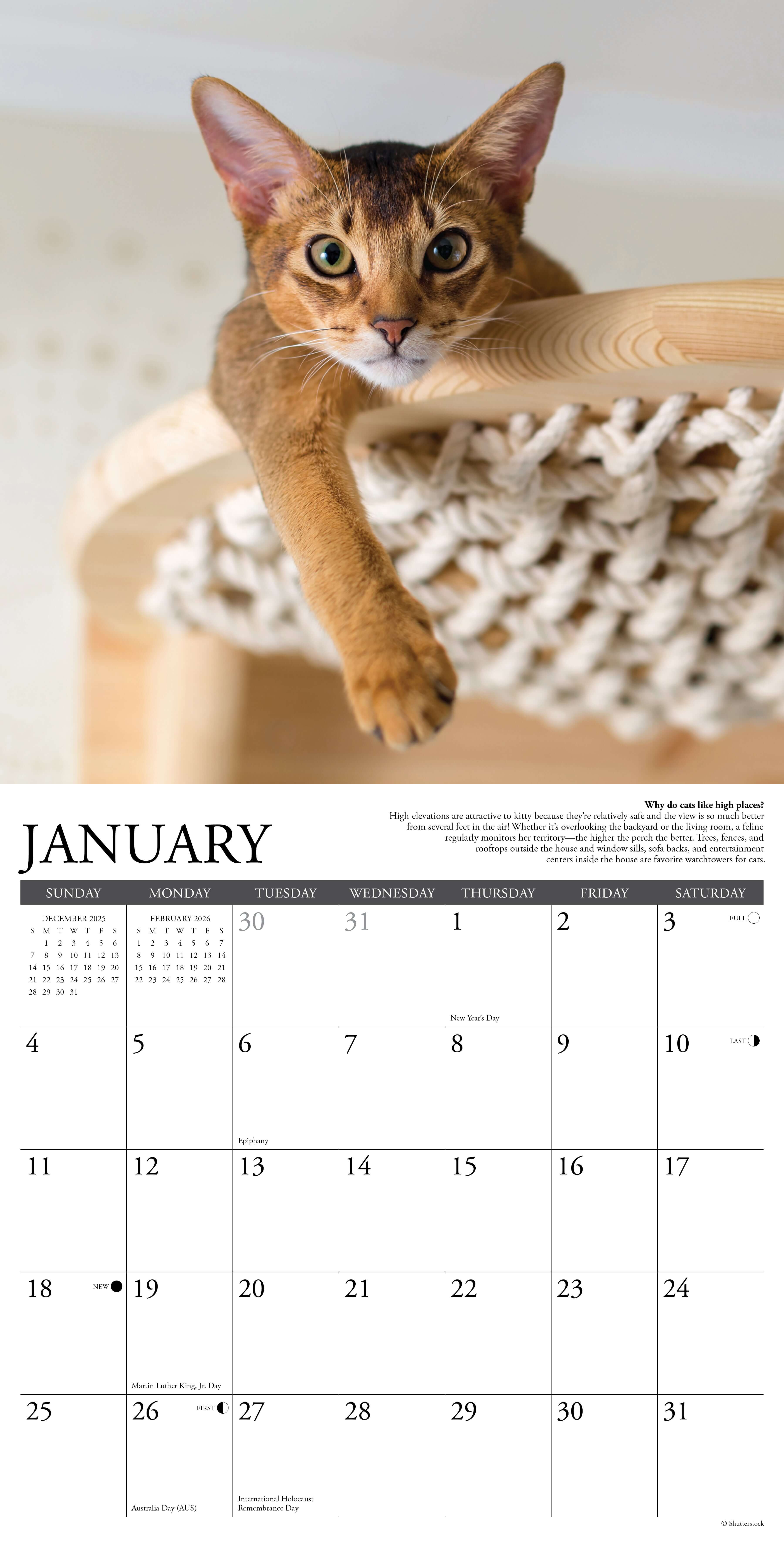 2026 Wall Calendar featuring a playful cat lounging on a cozy perch for the month of January.