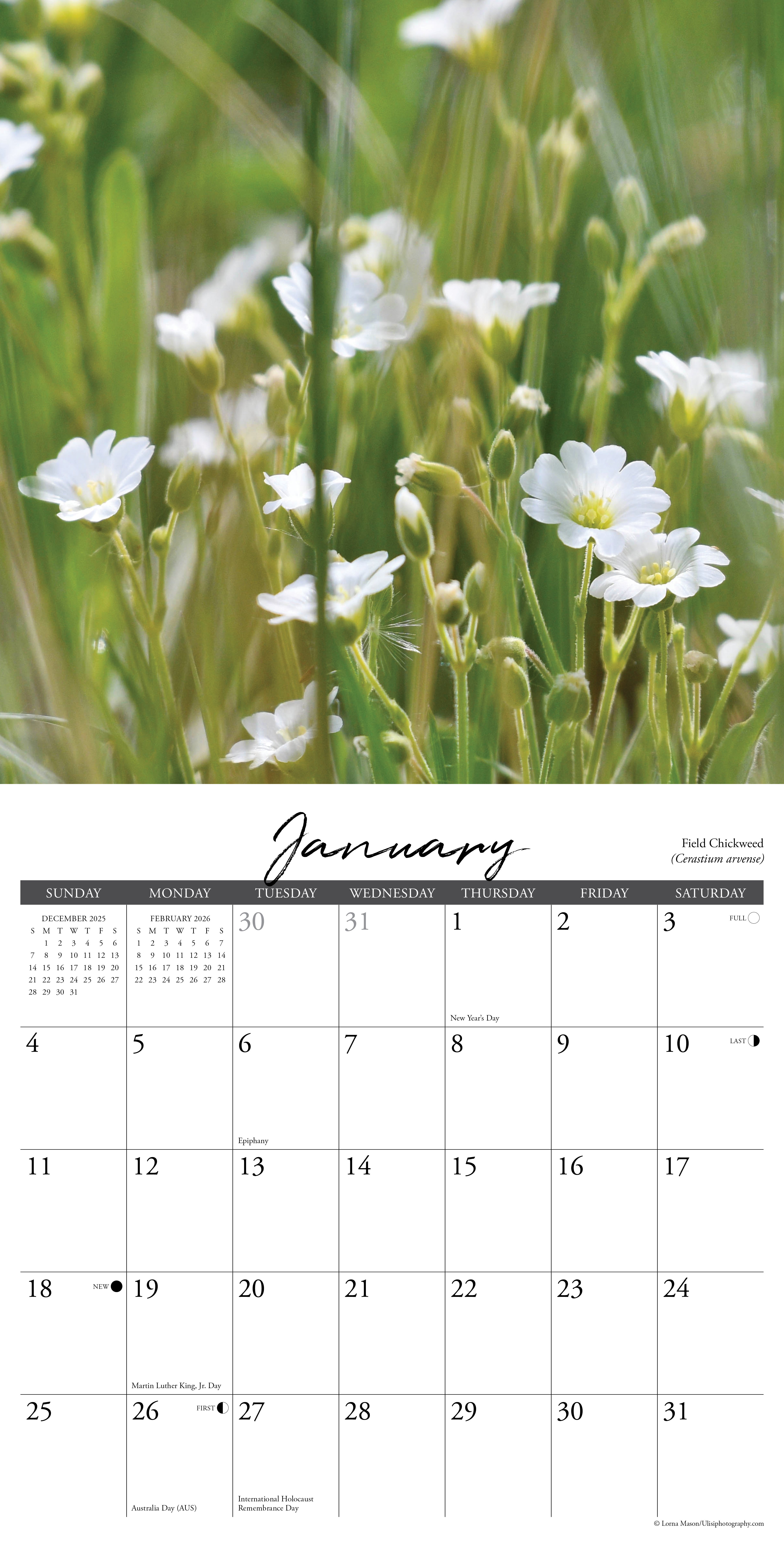 Wildflowers 2026 Wall Calendar January page featuring delicate white blossoms and a clean layout.