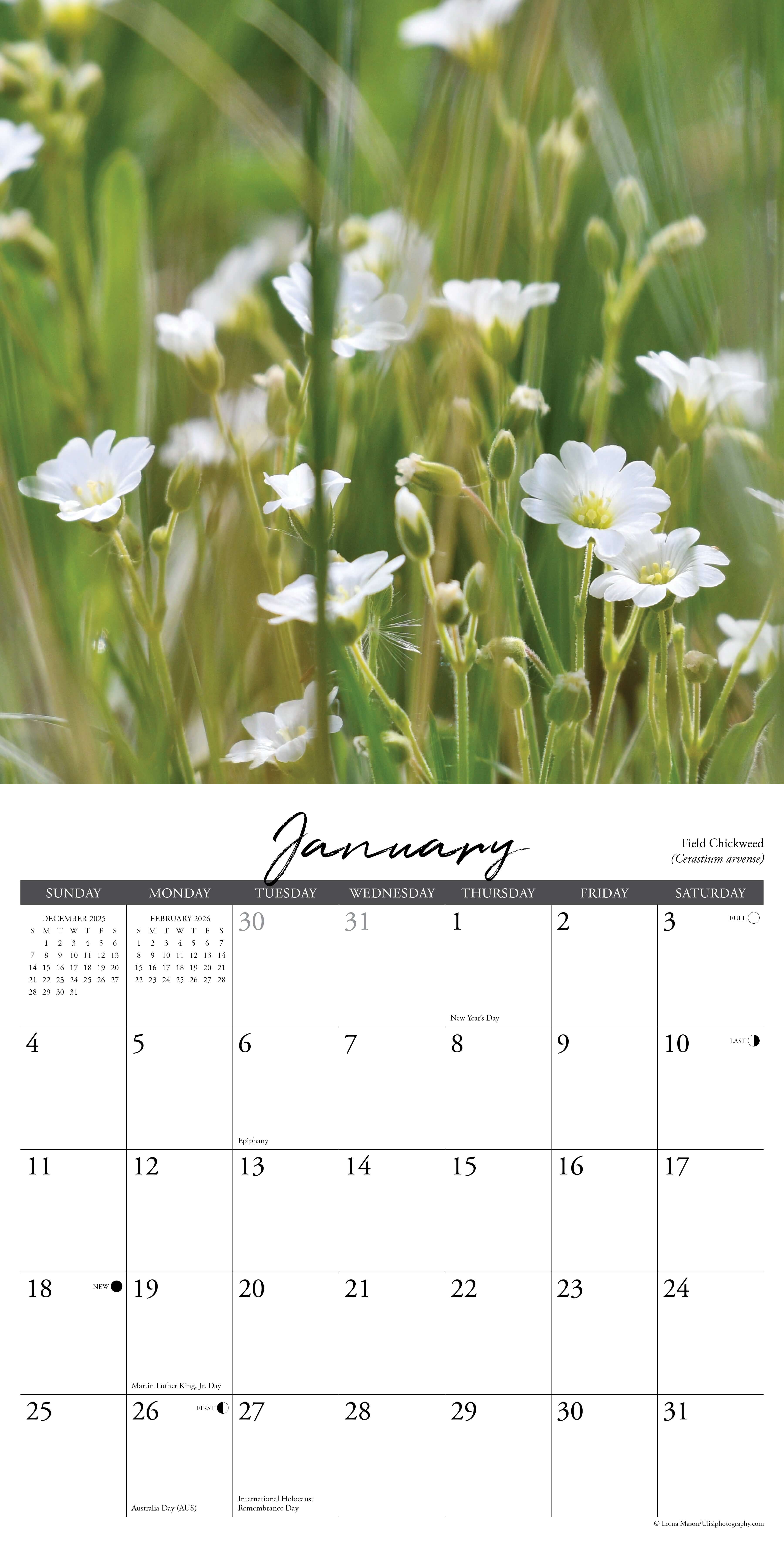 Wildflowers 2026 Wall Calendar January page featuring delicate white blossoms and a clean layout.