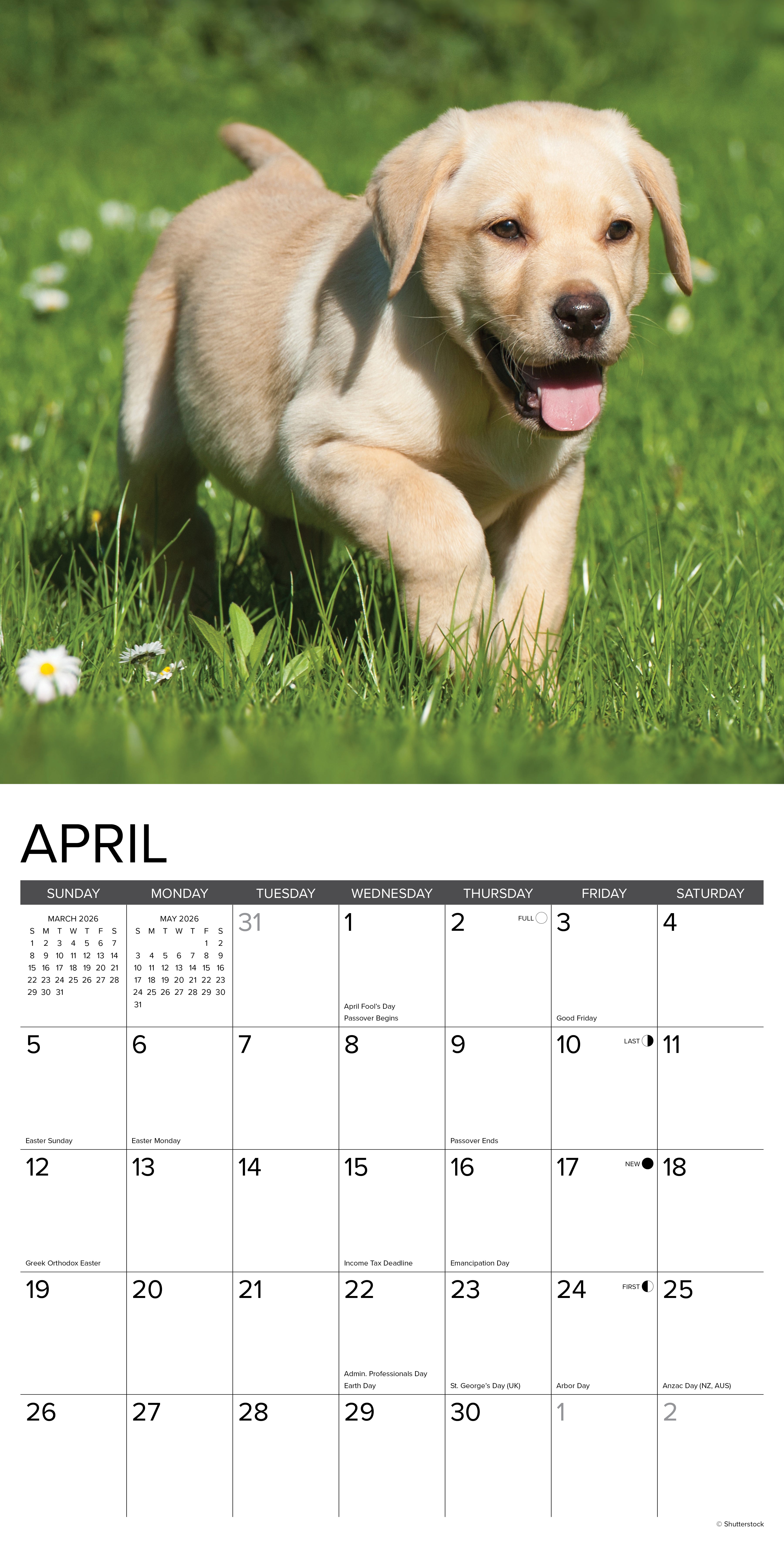 2026 wall calendar with Yellow Lab puppy images for planning and note-taking